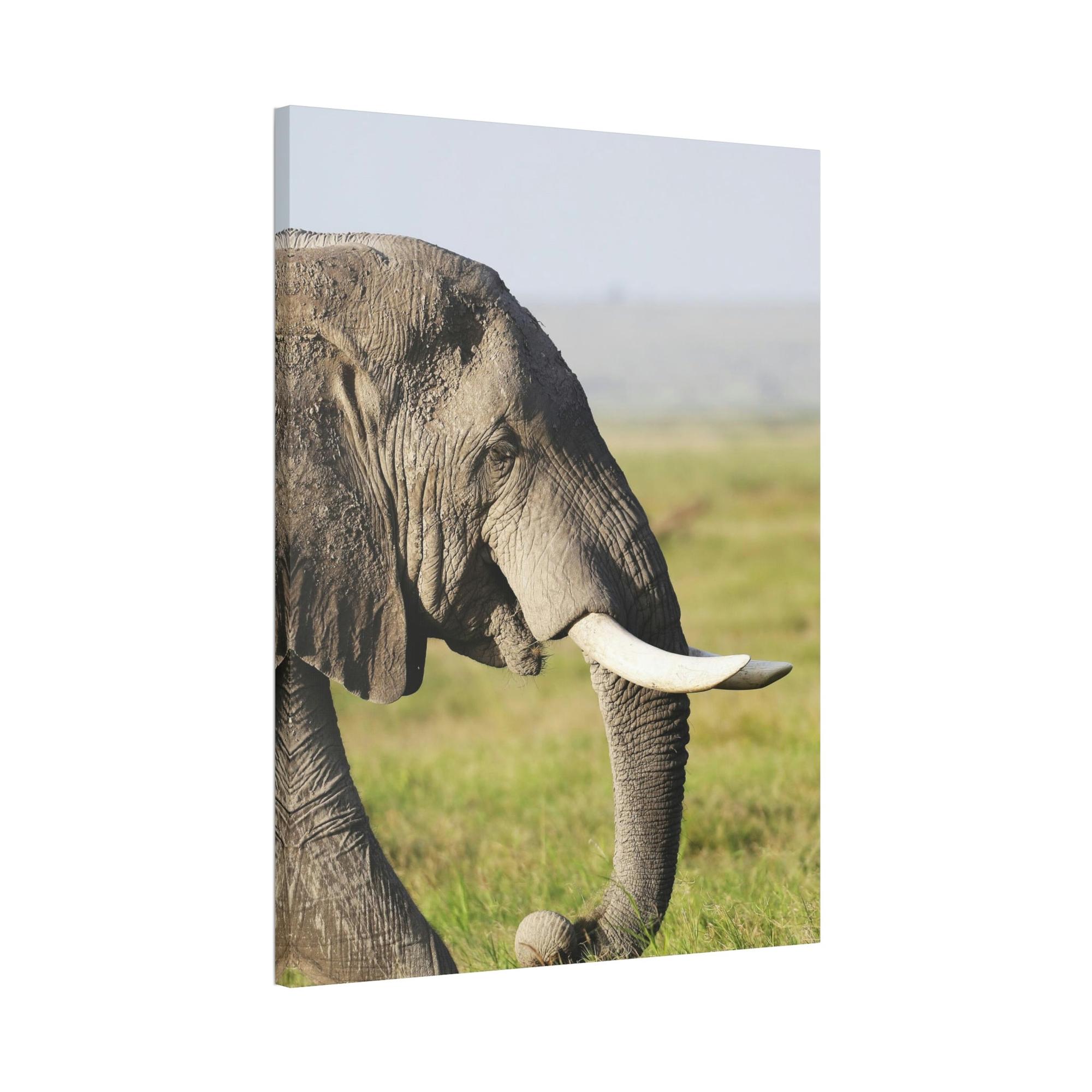 Safari A Walk on the Wild Side: An Up-Close Look at Africa's Most Magnificent Creatures