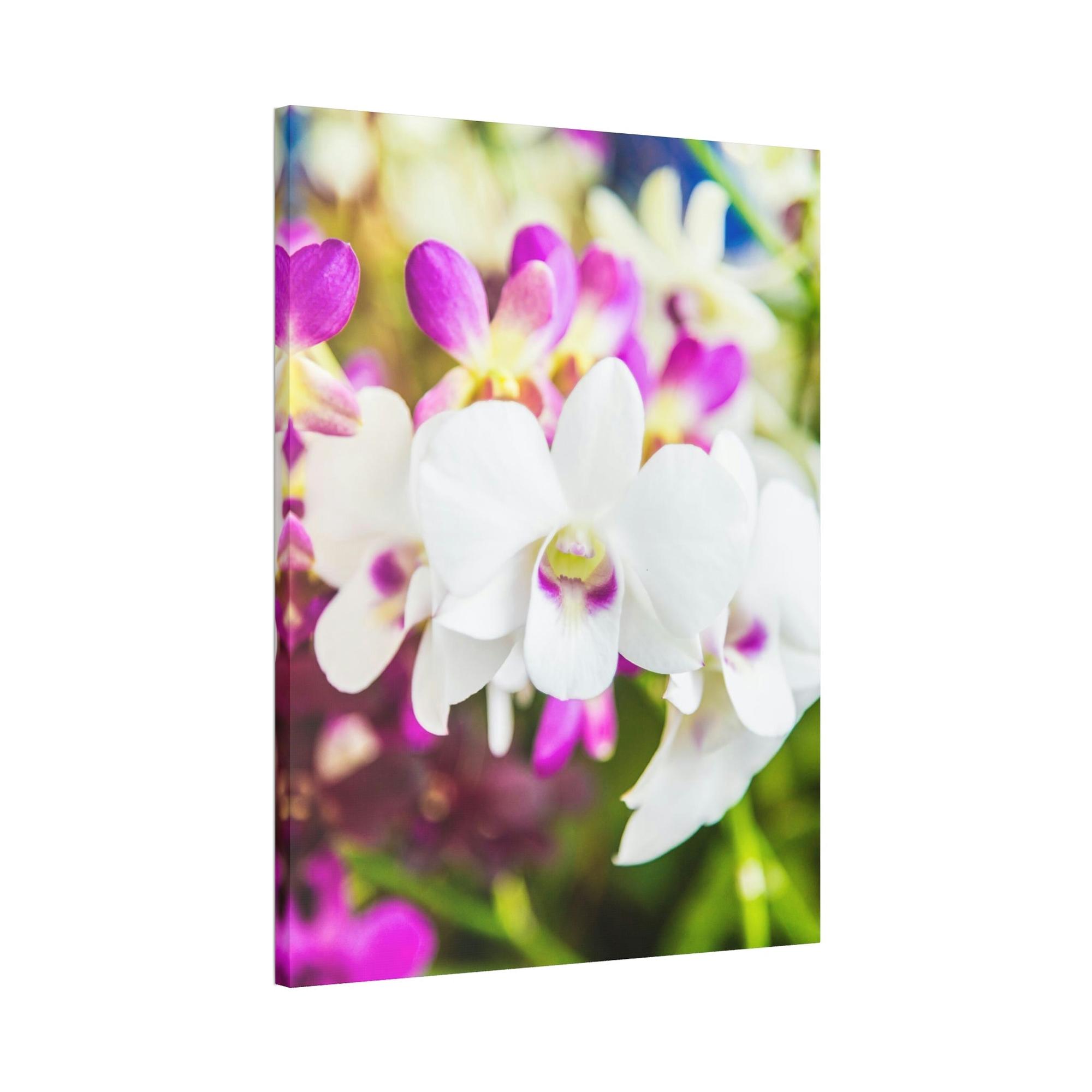 Orchids Orchid Garden: A Colorful Canvas Escape