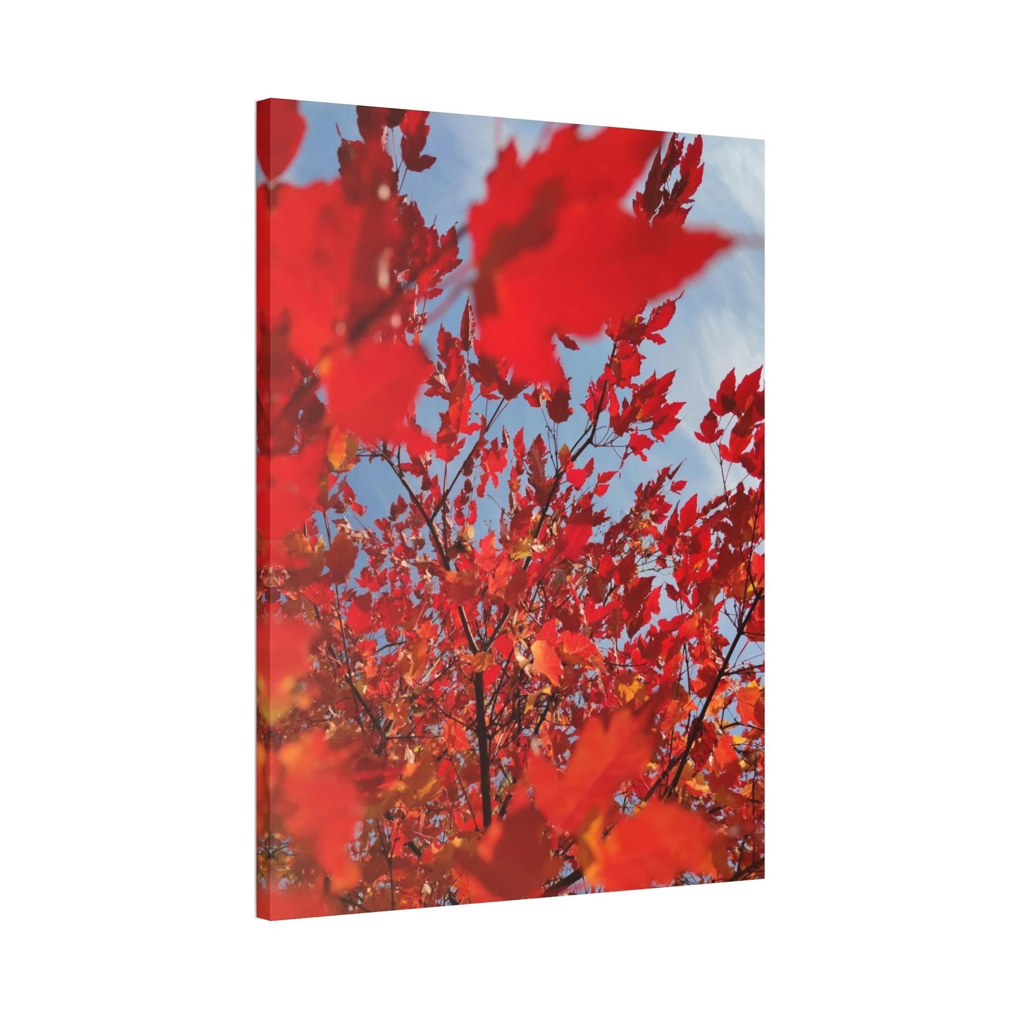 Maple Trees Autumn's Glow: Maple Trees in Bloom