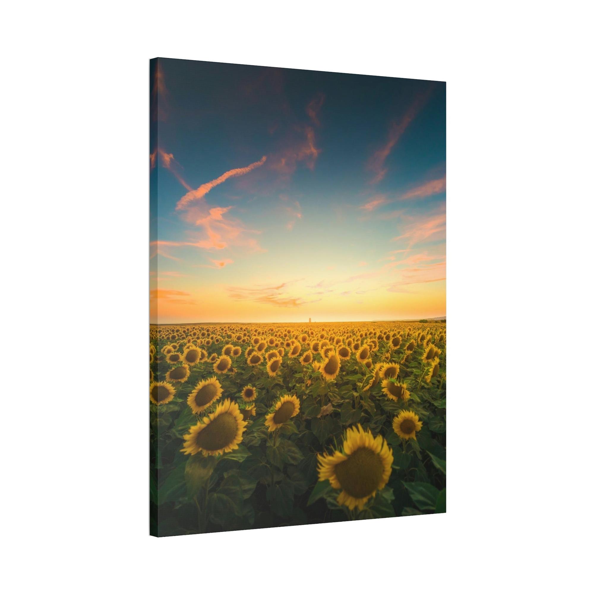 Sunflowers Radiant Rays: A Mesmerizing and Luminous Portrait of Sunflowers' Glory