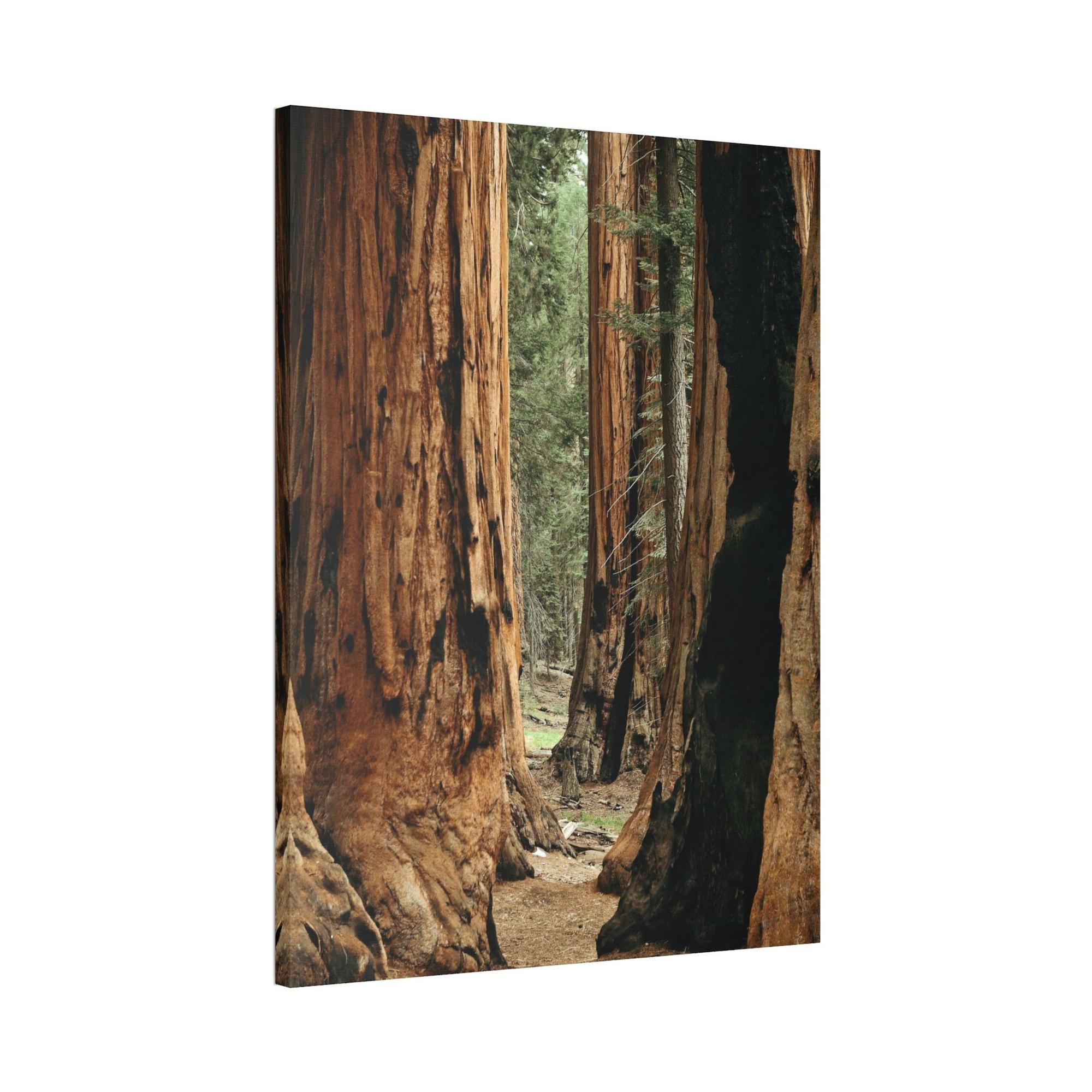Trees Woodsy Whispers: A Peaceful Journey Through a Forest's Secrets