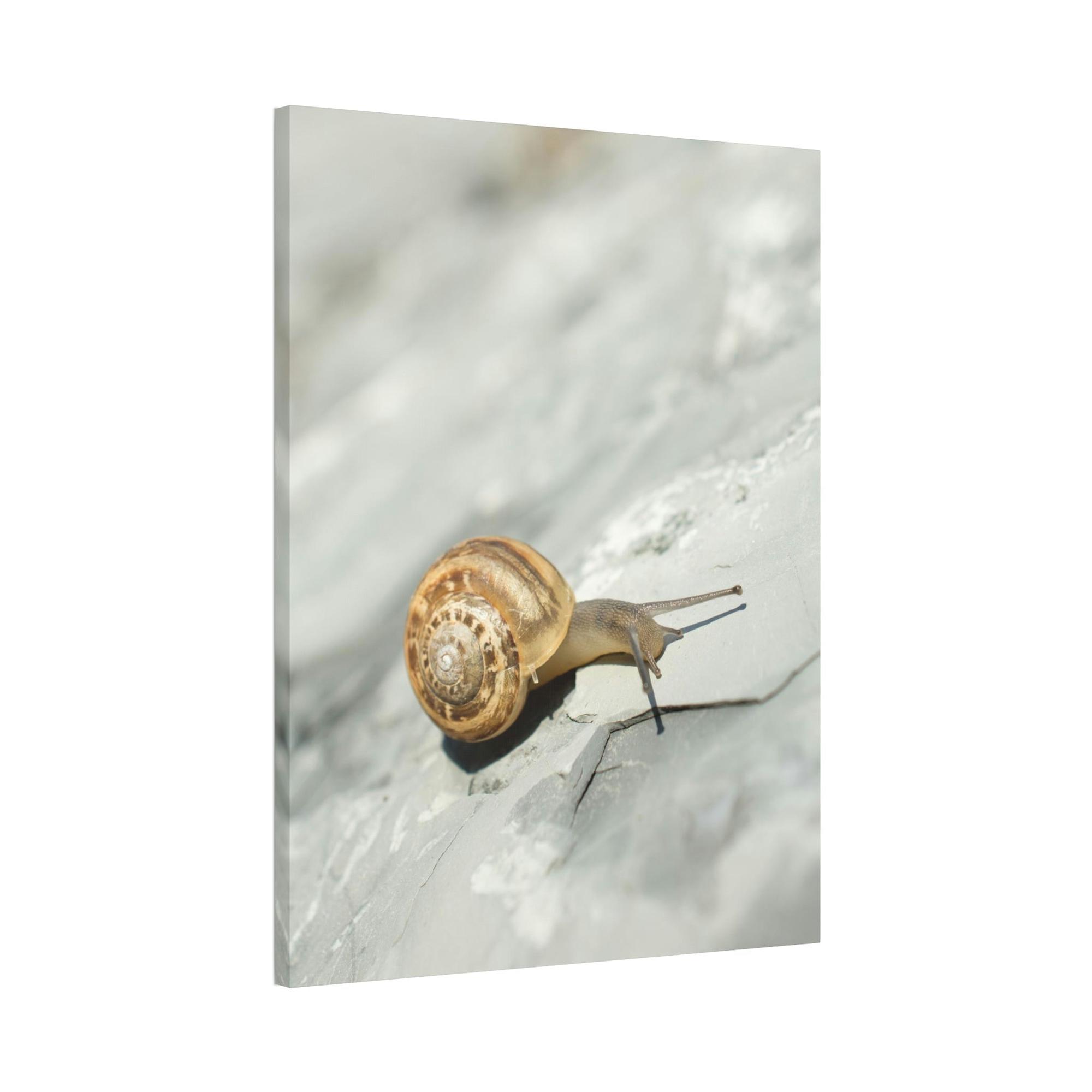 Snails A Snail's World: Life in Slow Motion