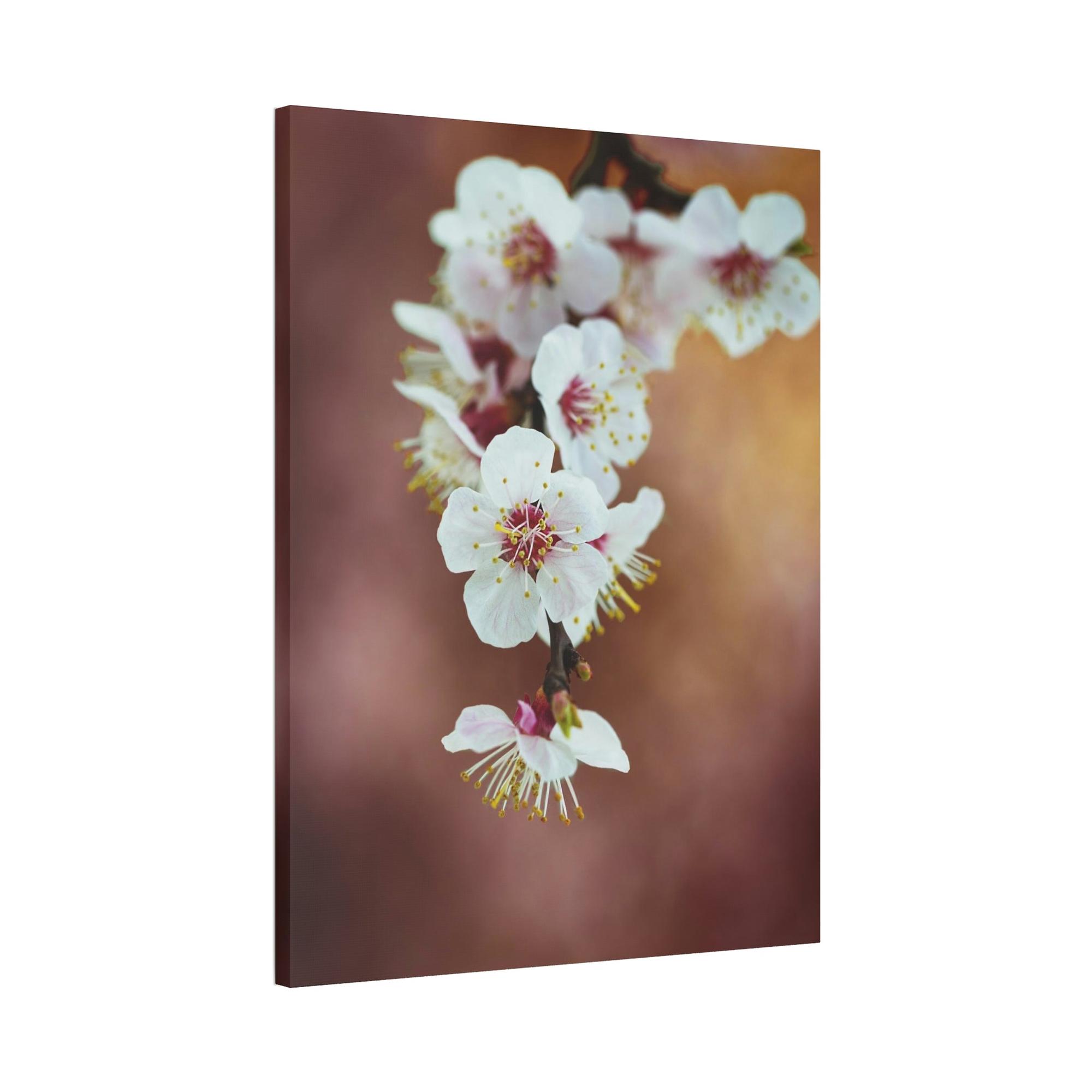 Almond Blossoms Almond Blossoms in Bloom: Framed Canvas & Poster Wall Art
