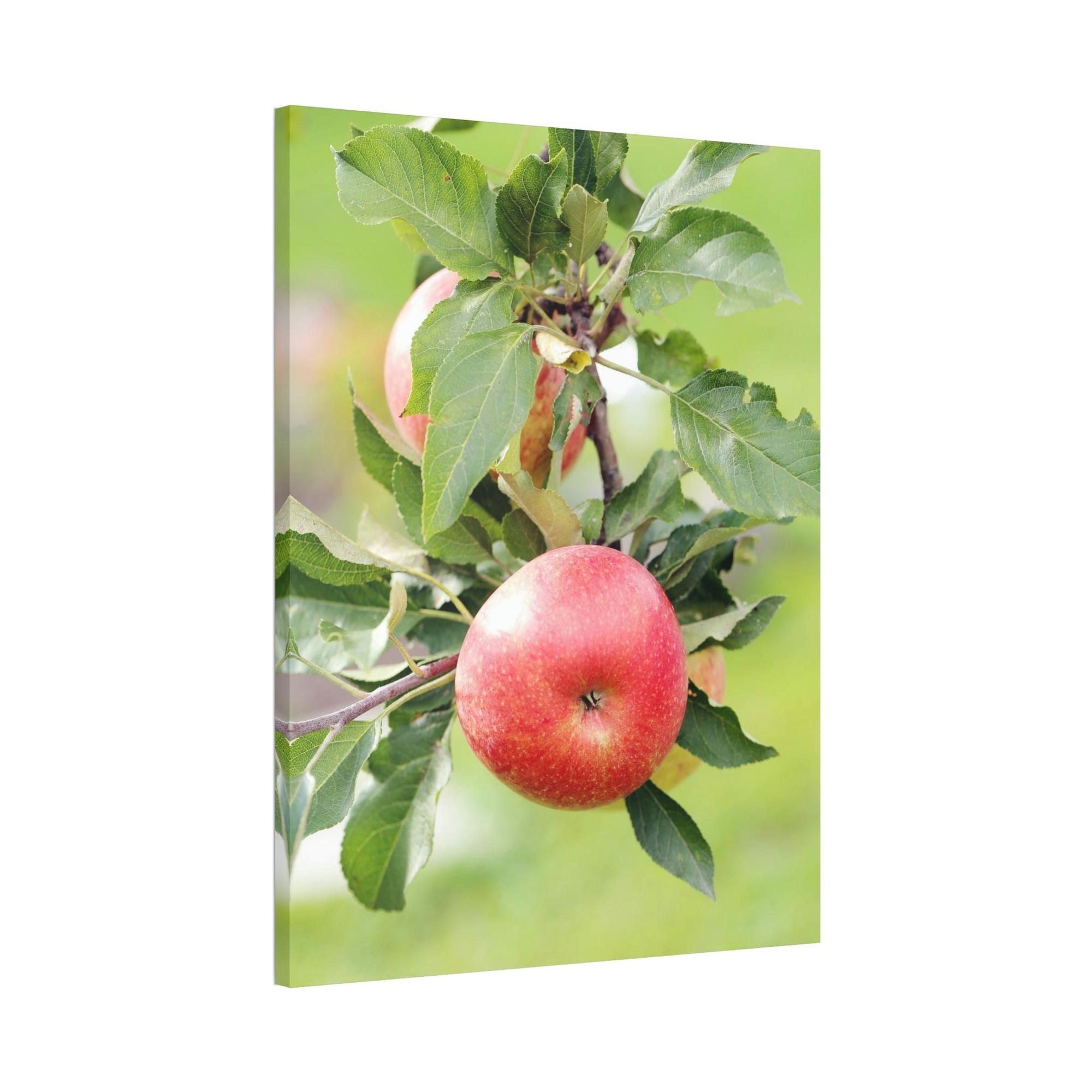 Apple Trees Harvest Time: Artistic Print on Canvas of Apple Trees in Autumn