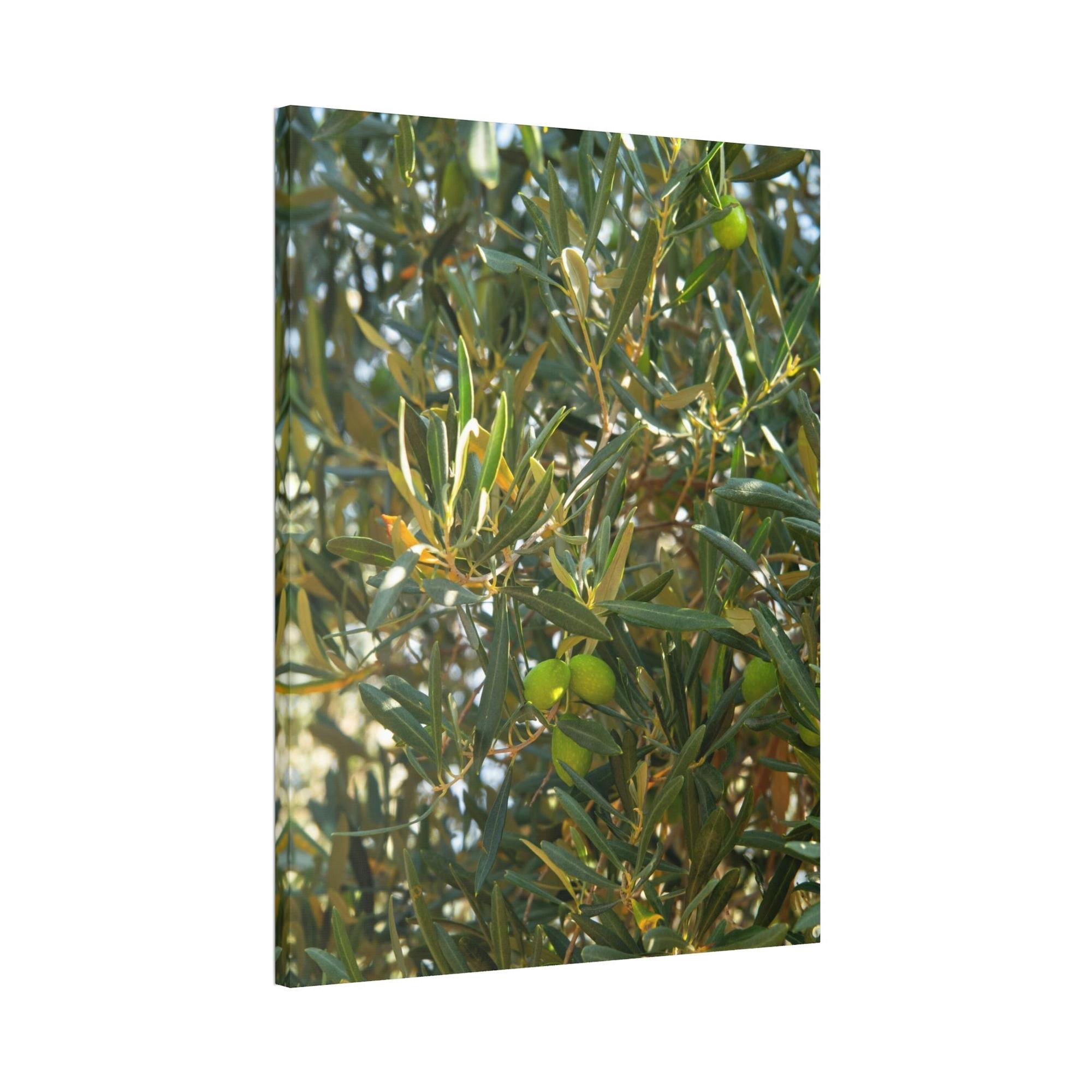 Olive Trees Mediterranean Groves: A Lush and Vibrant Ode to the Olive Trees of the South