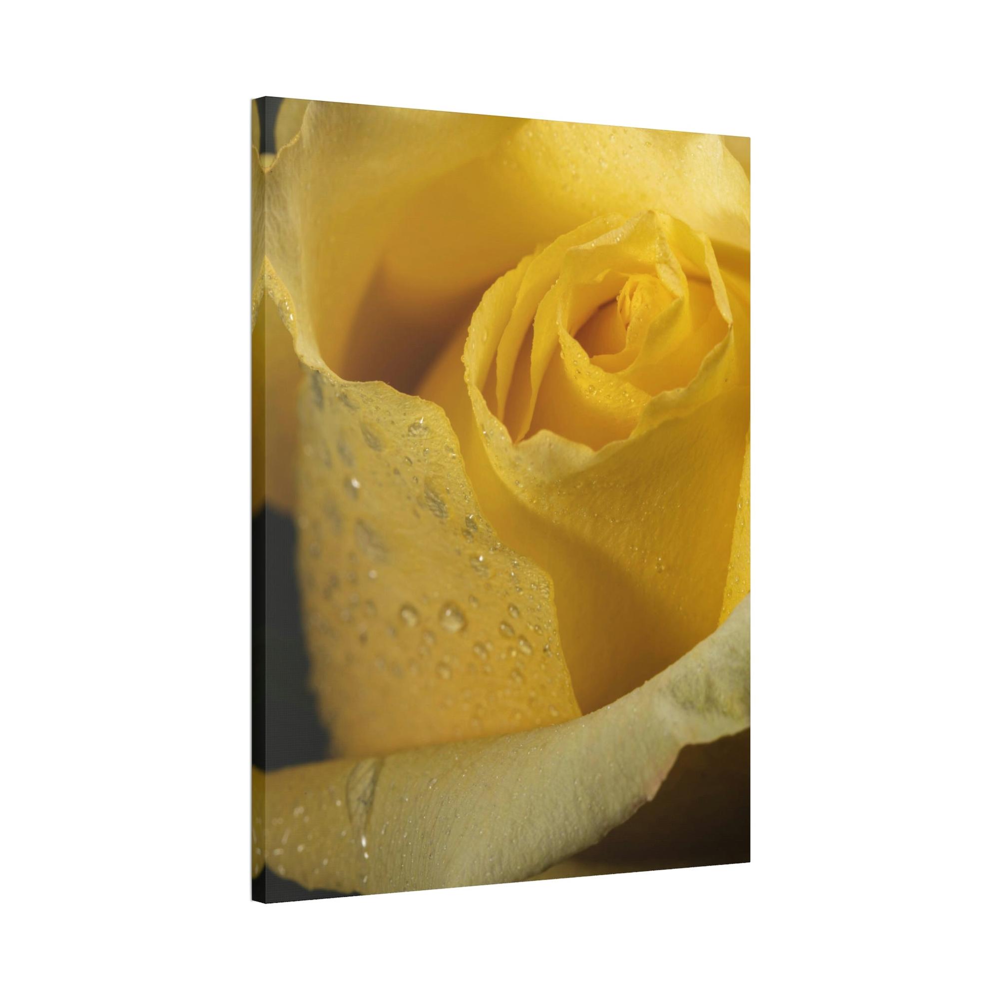 Roses Rose Radiance: A Vibrant and Lively Painting on Canvas