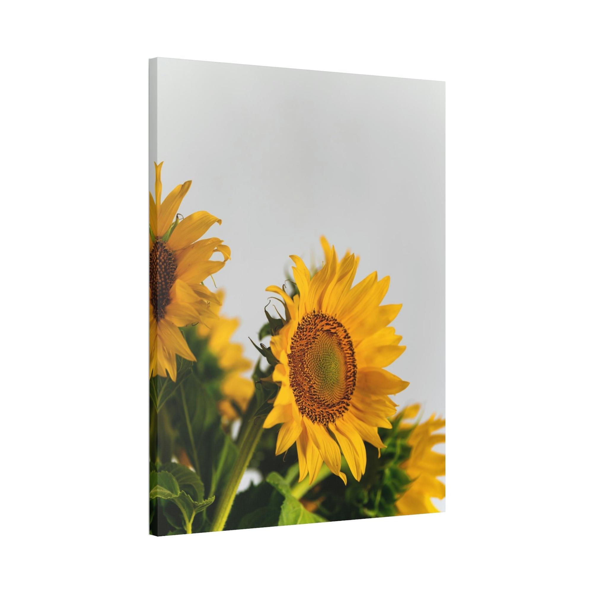 Sunflowers Sunny Delight: A Blissful and Cheerful Glimpse into the Beauty of Sunflowers