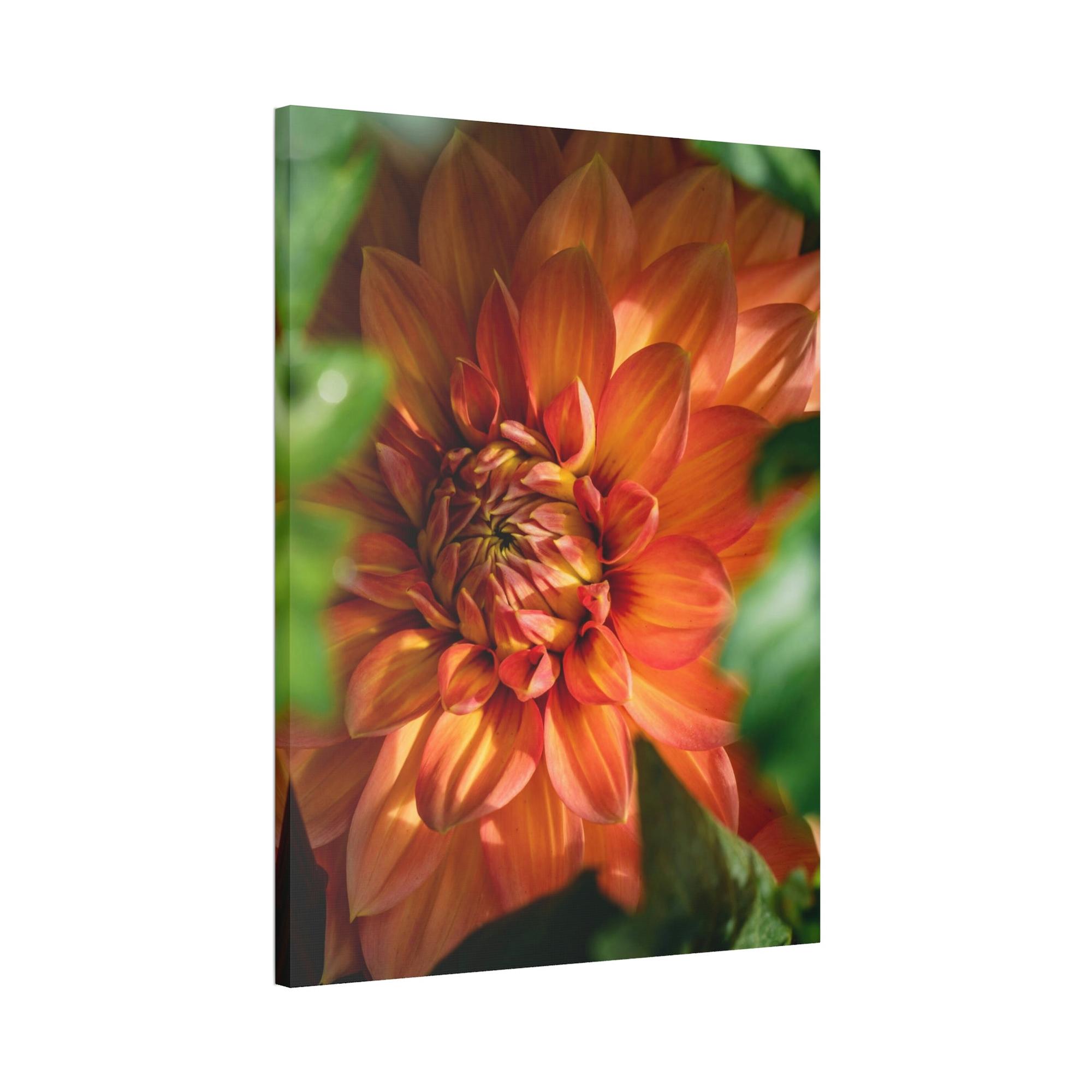 Dahlias The Majesty of Dahlias: A Wall Art Print of These Gorgeous Blooms