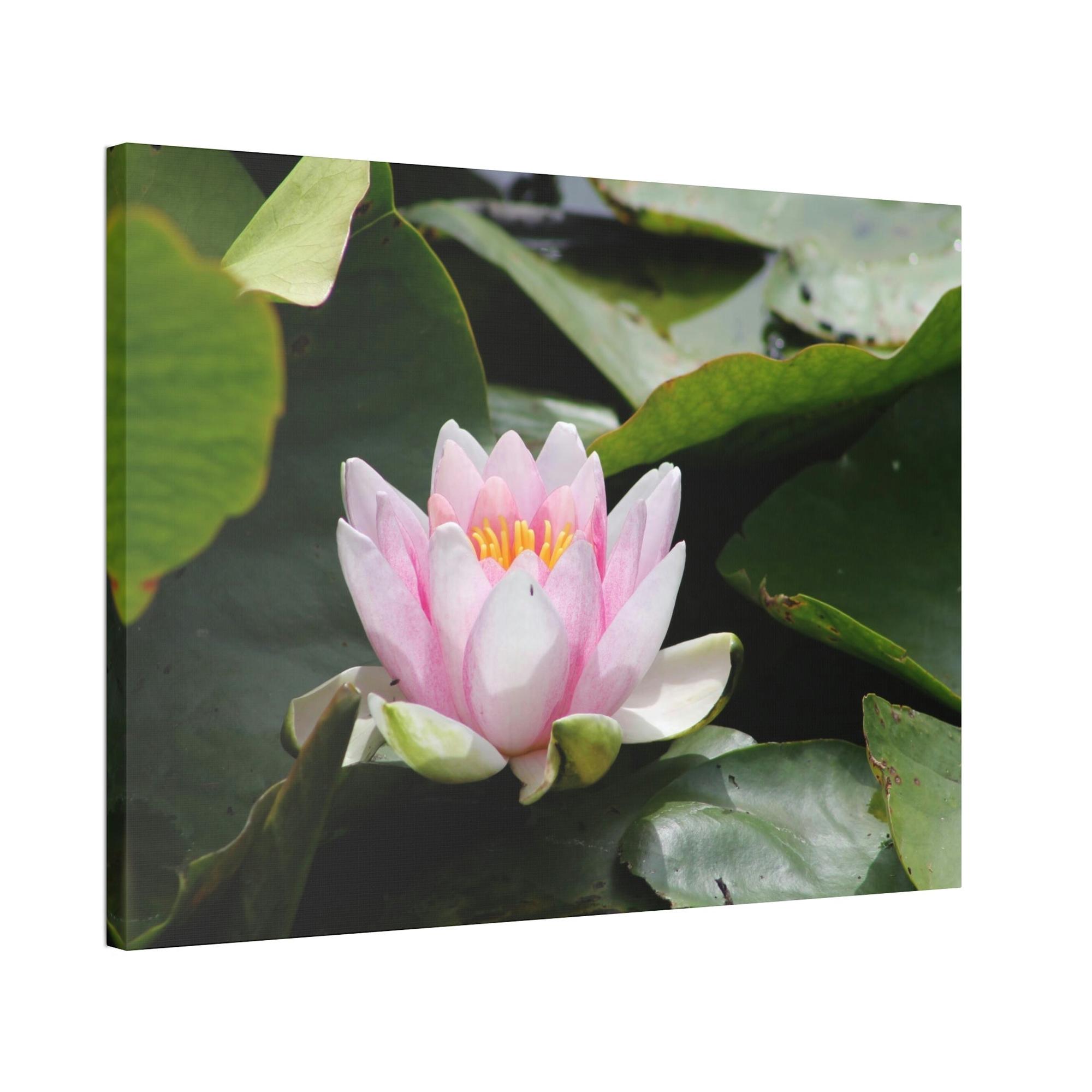 Lotuses Serenity in Lotuses: Natural Canvas & Poster Wall Art