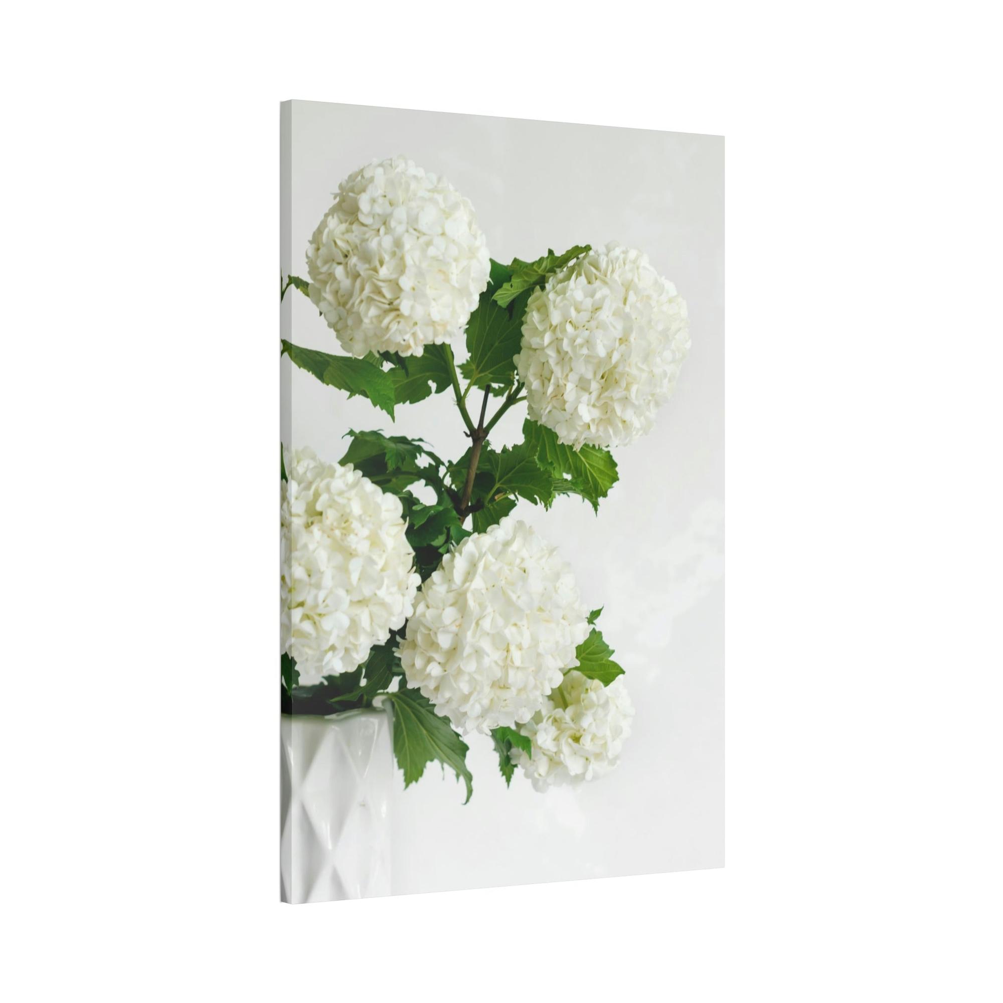Hydrangeas Hydrangea Serenity: A Peaceful Haven