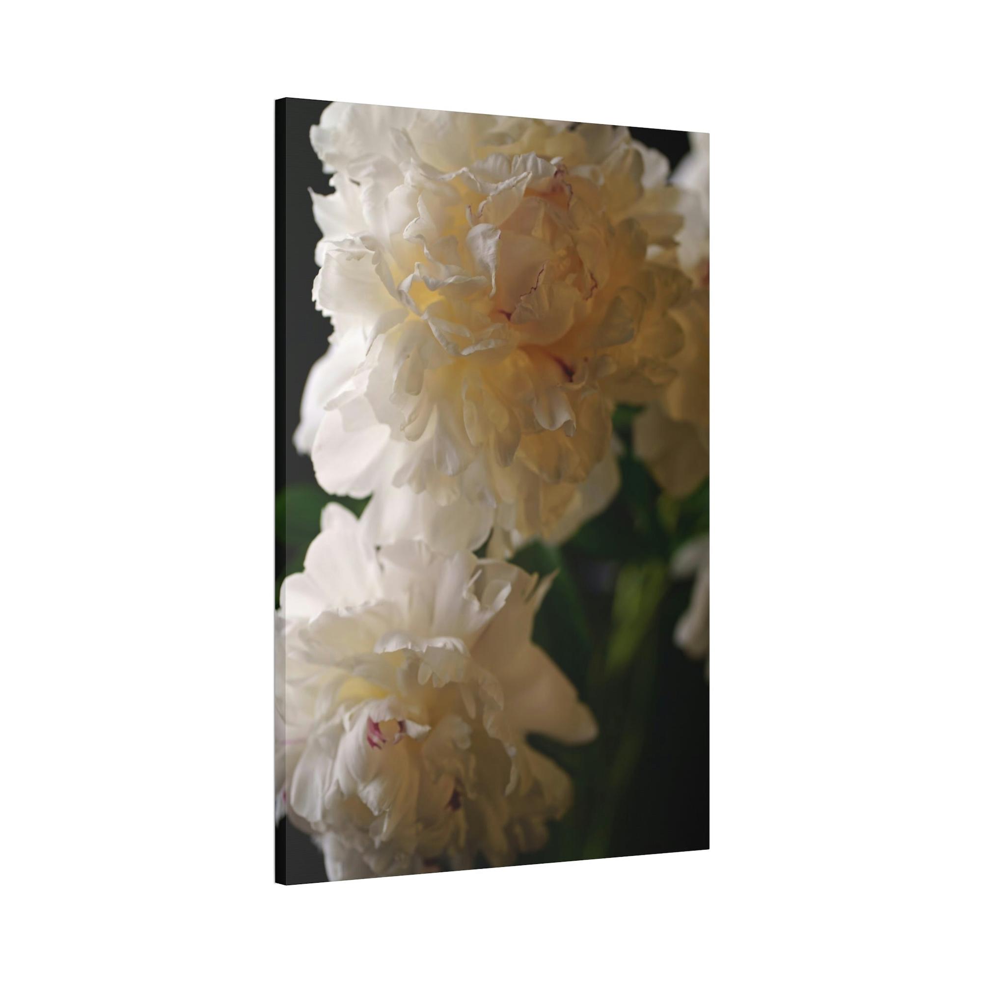 Peonies Dazzling Display: A Peony Extravaganza