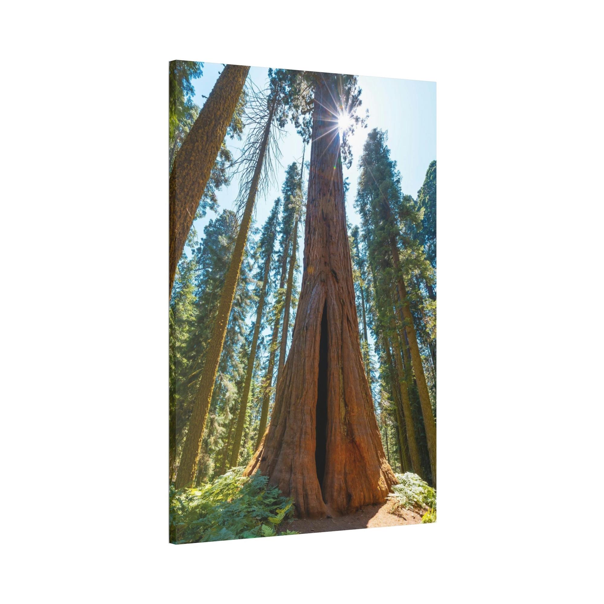 Redwood Trees Whispers from the Forest: Redwood Trees