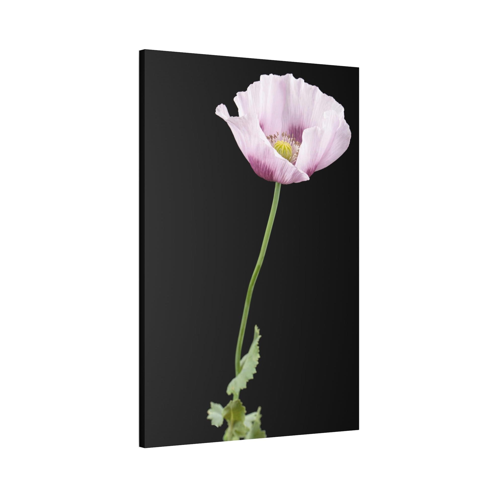 Poppies Petals of Passion: A Painting of Poppies as a Symbol of Love
