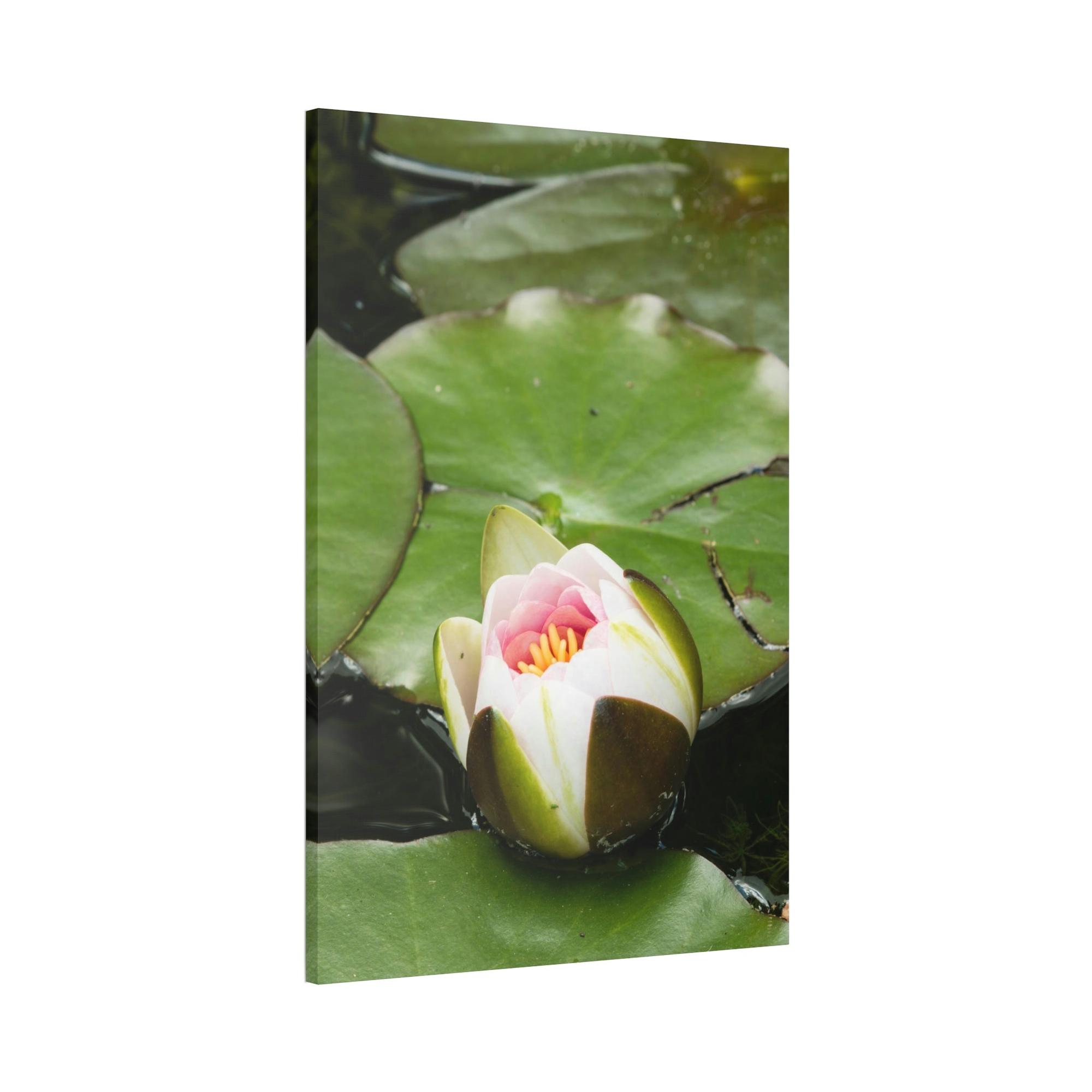 Lilies & Waterlily Serene Reflections: Lilies on Water