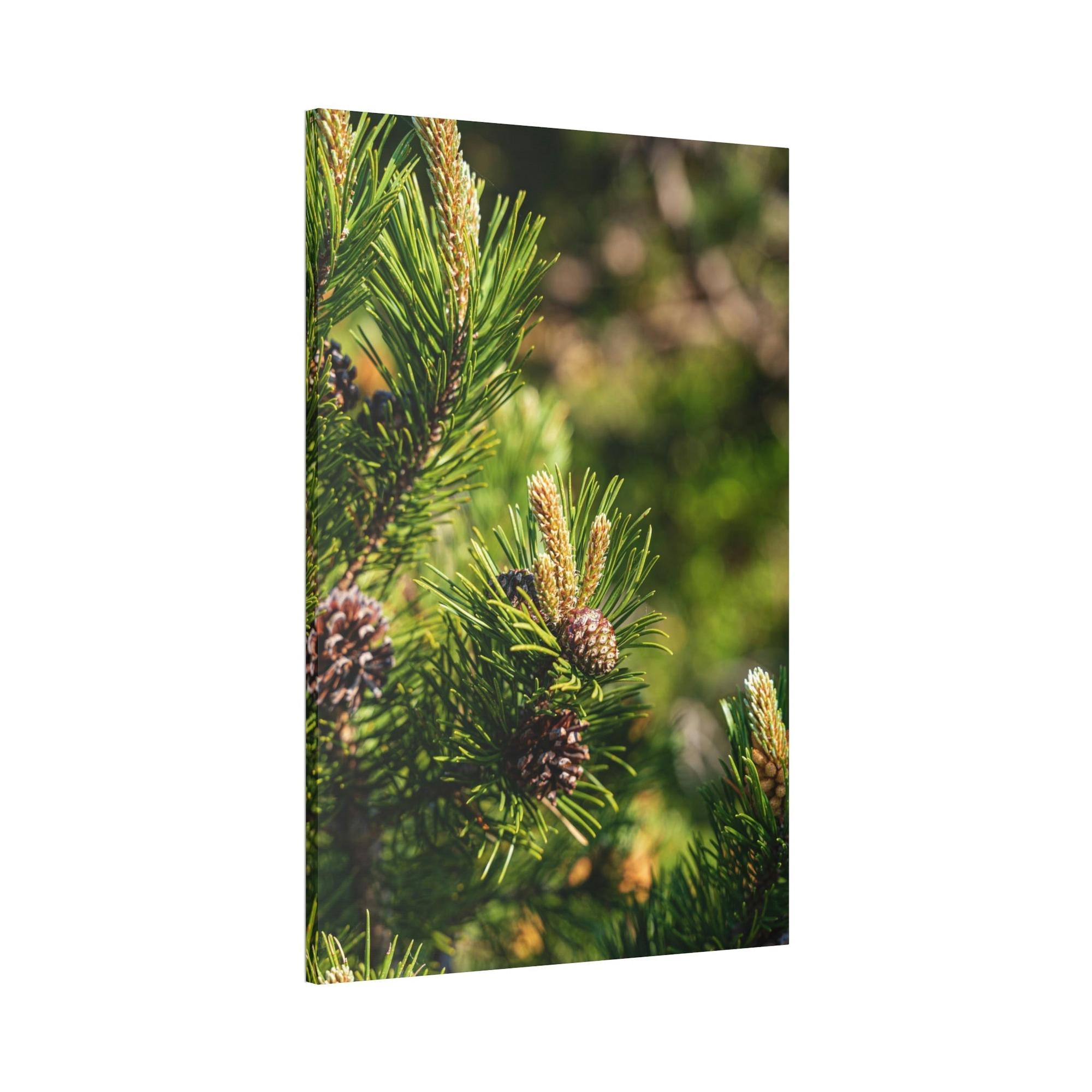 Pine Trees Whispering Pines: A Canvas of Tranquility and Serenity