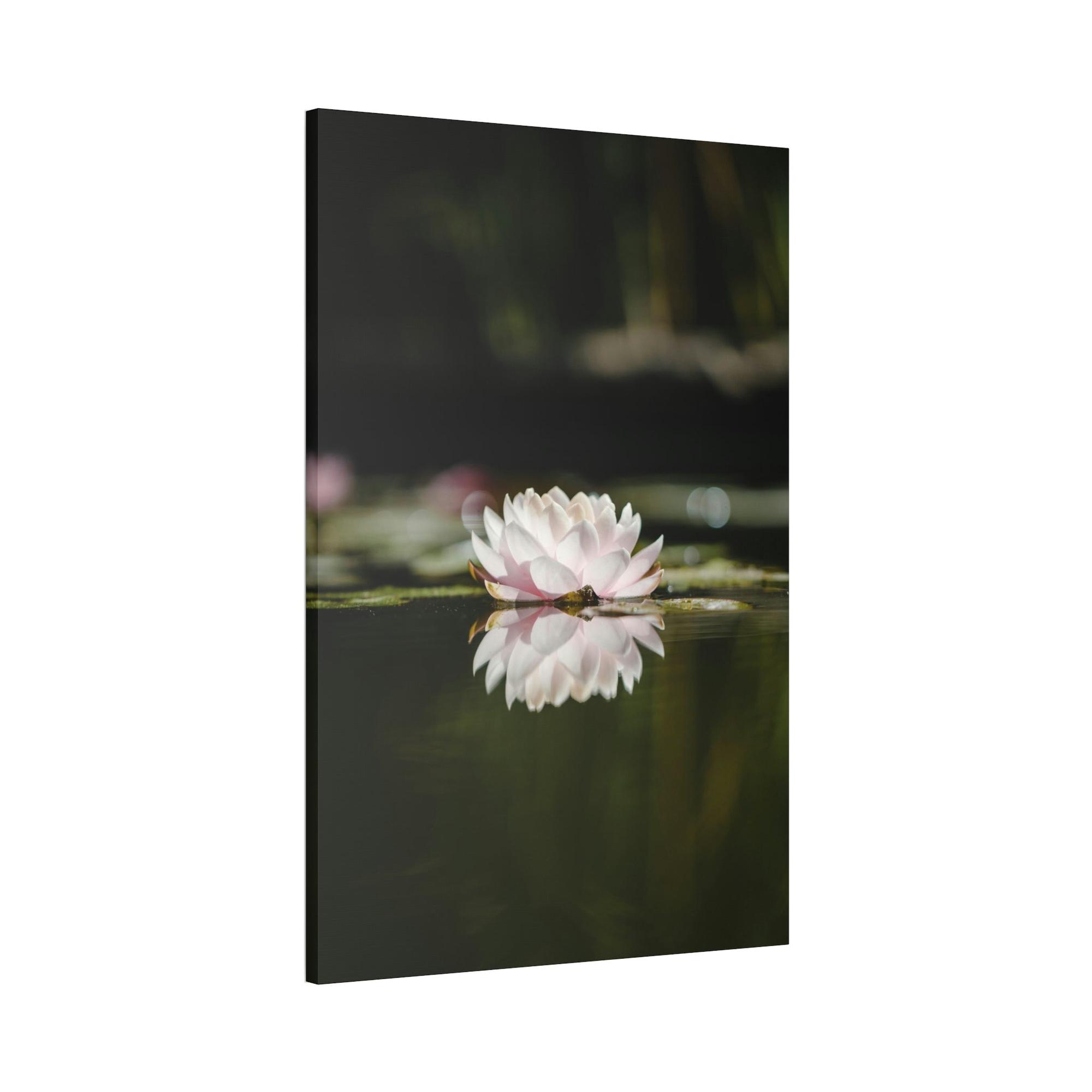 Lilies & Waterlily Waterlily Paradise: A Canvas of Natural Tranquility