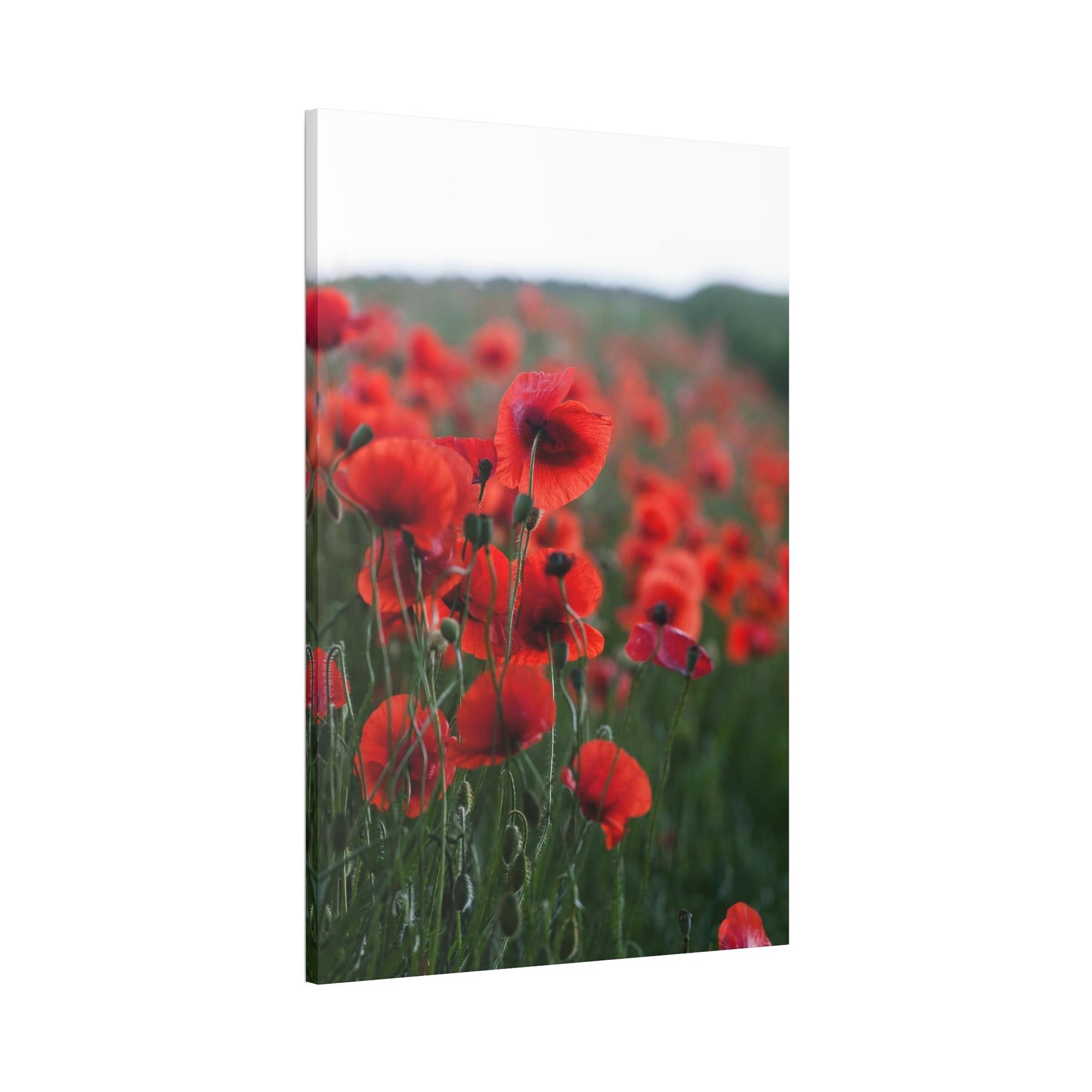 Poppies Fields of Red: A Painting of Poppies in Bloom