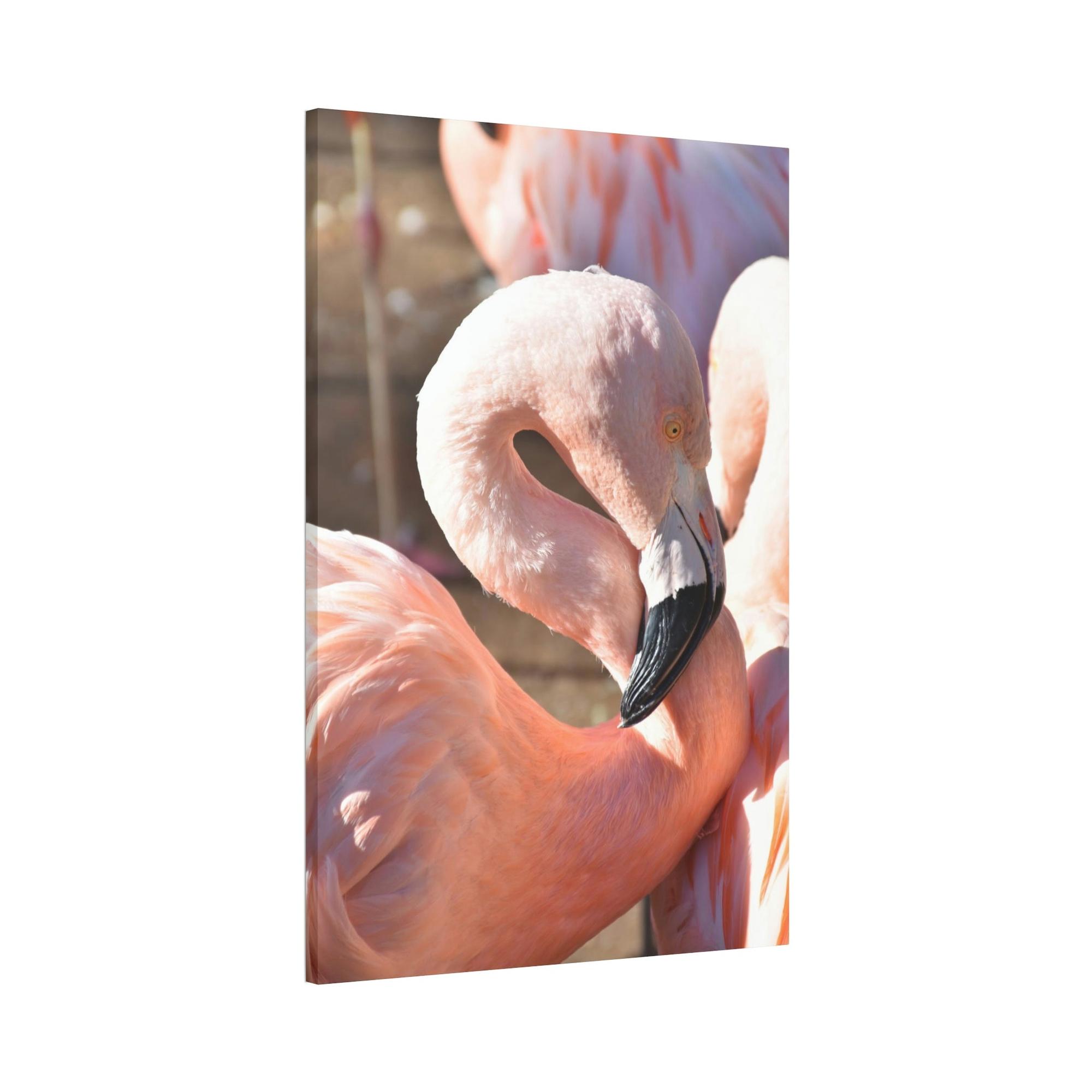 Flamingos Flamingo Reflections: A Canvas of Stillness and Serenity