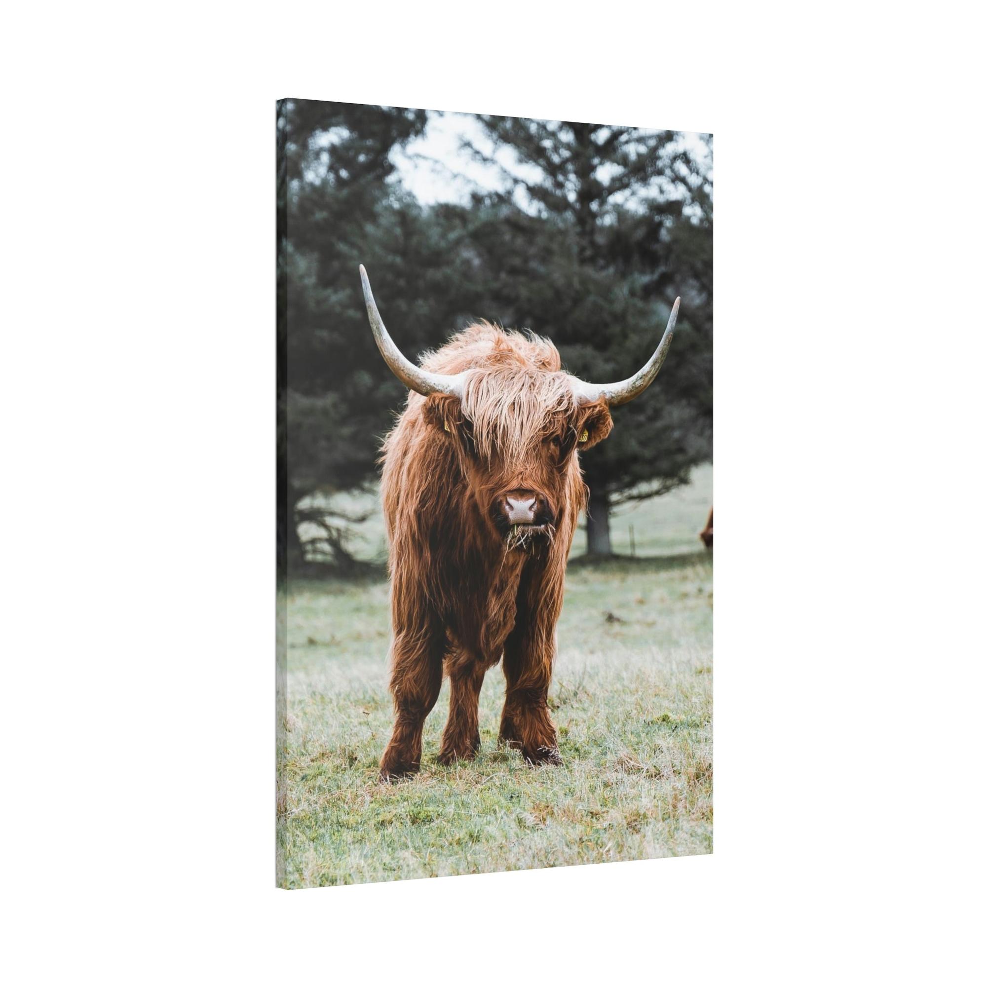 Highland Cow Scottish Cattle Breeds - Wall Art  | Animals Art