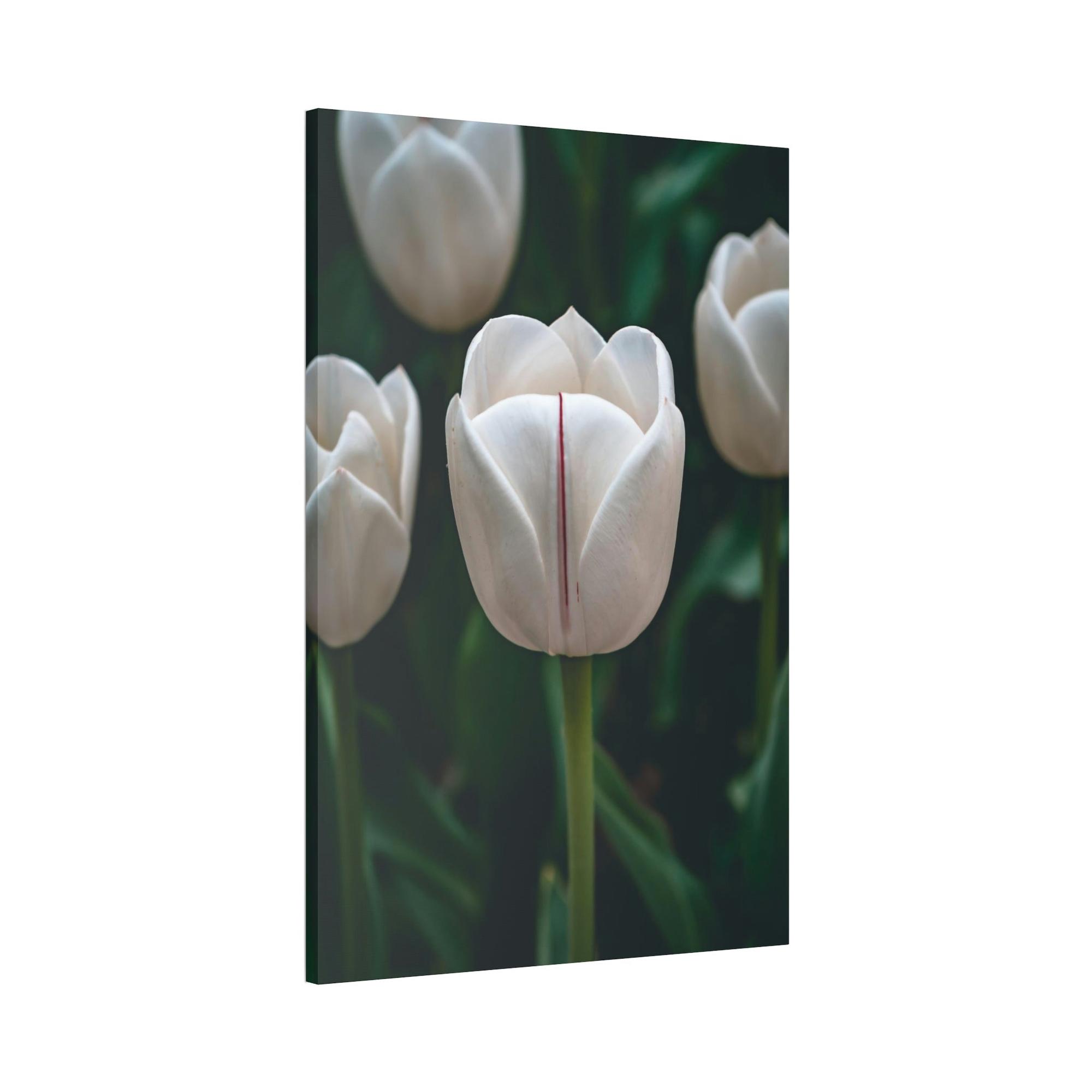 Tulips Blooming Tulips: A Springtime Bouquet