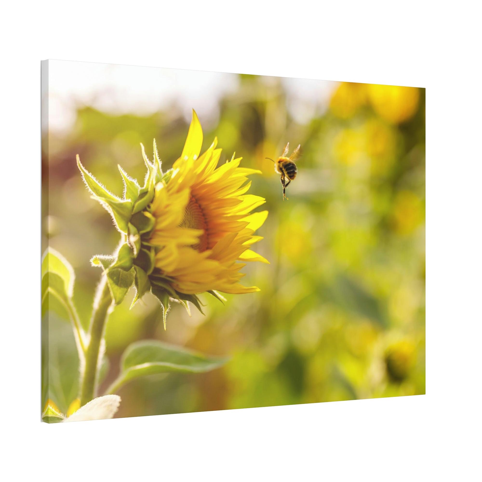 Sunflowers Blooming Sunshine: A Breathtaking and Inspiring Vision of Nature's Delight