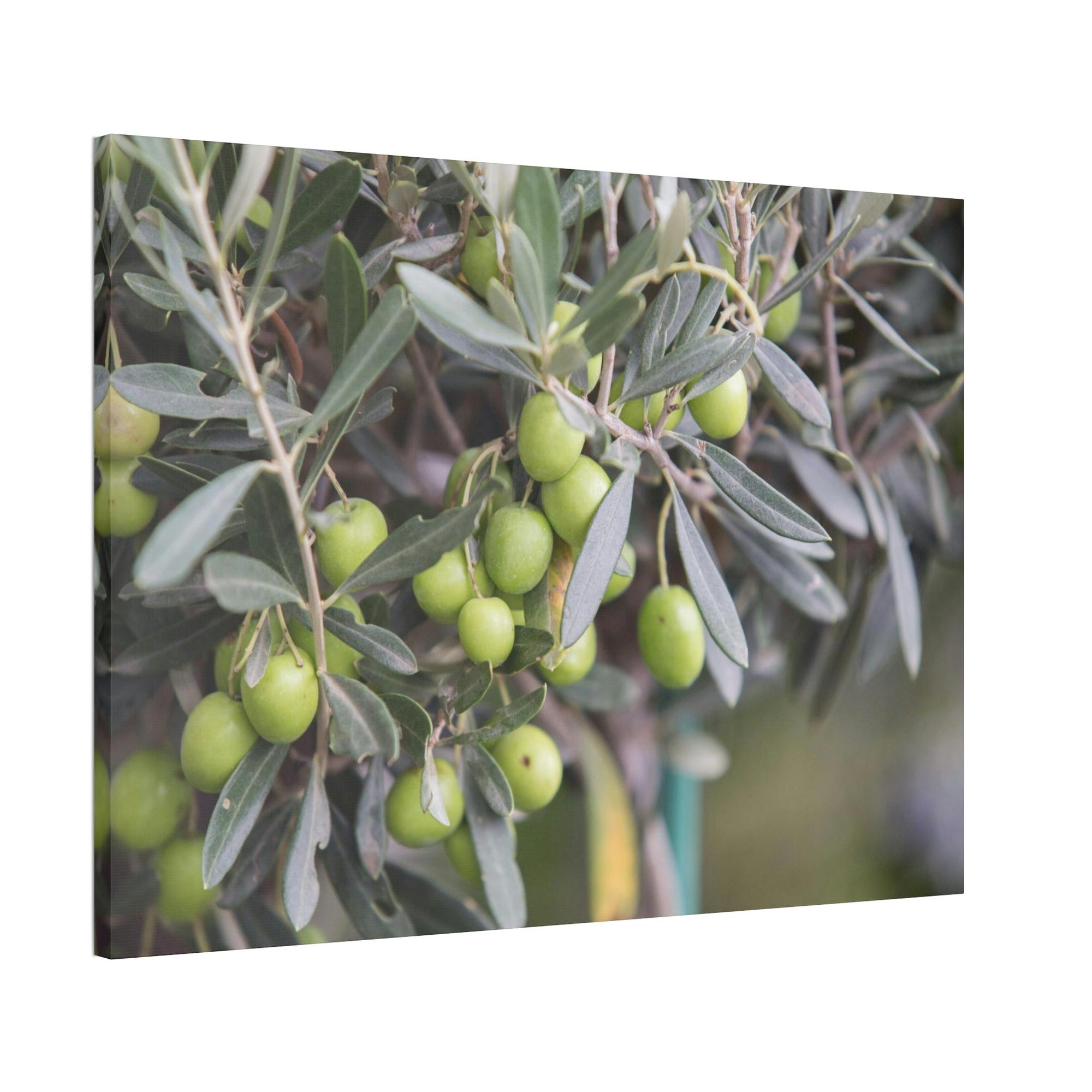 Olive Trees A Grove of Memories: A Nostalgic and Heartfelt Tribute to the Olive Trees' History