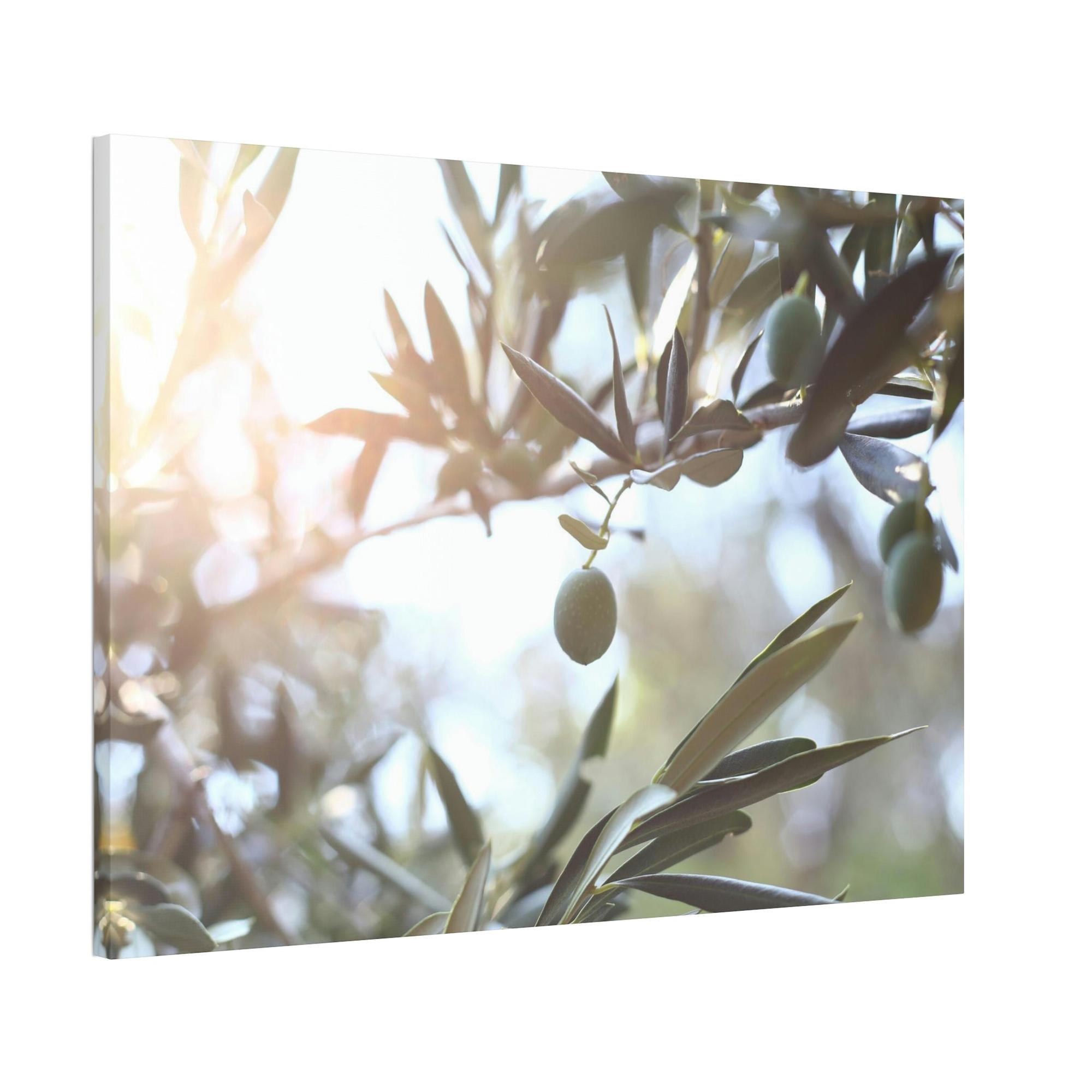 Olive Trees Ancient Wisdom: A Reverential and Timeless Homage to the Ancient Olive Trees