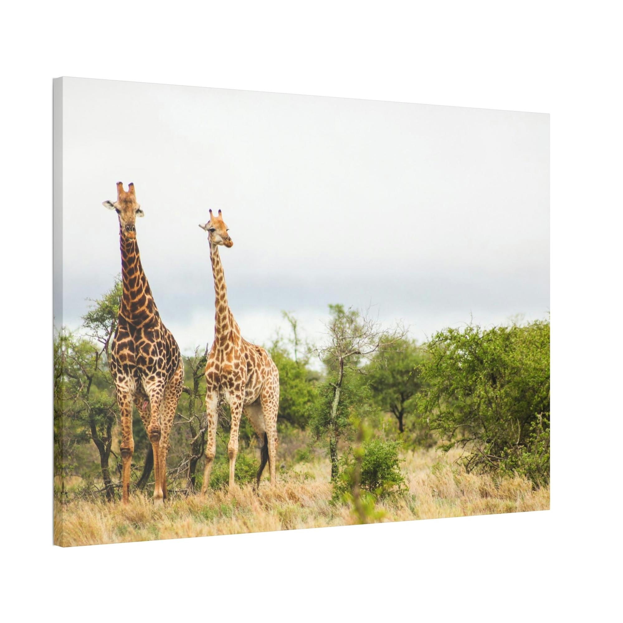 Safari Safari Adventure: An Epic Journey Through the African Wilderness
