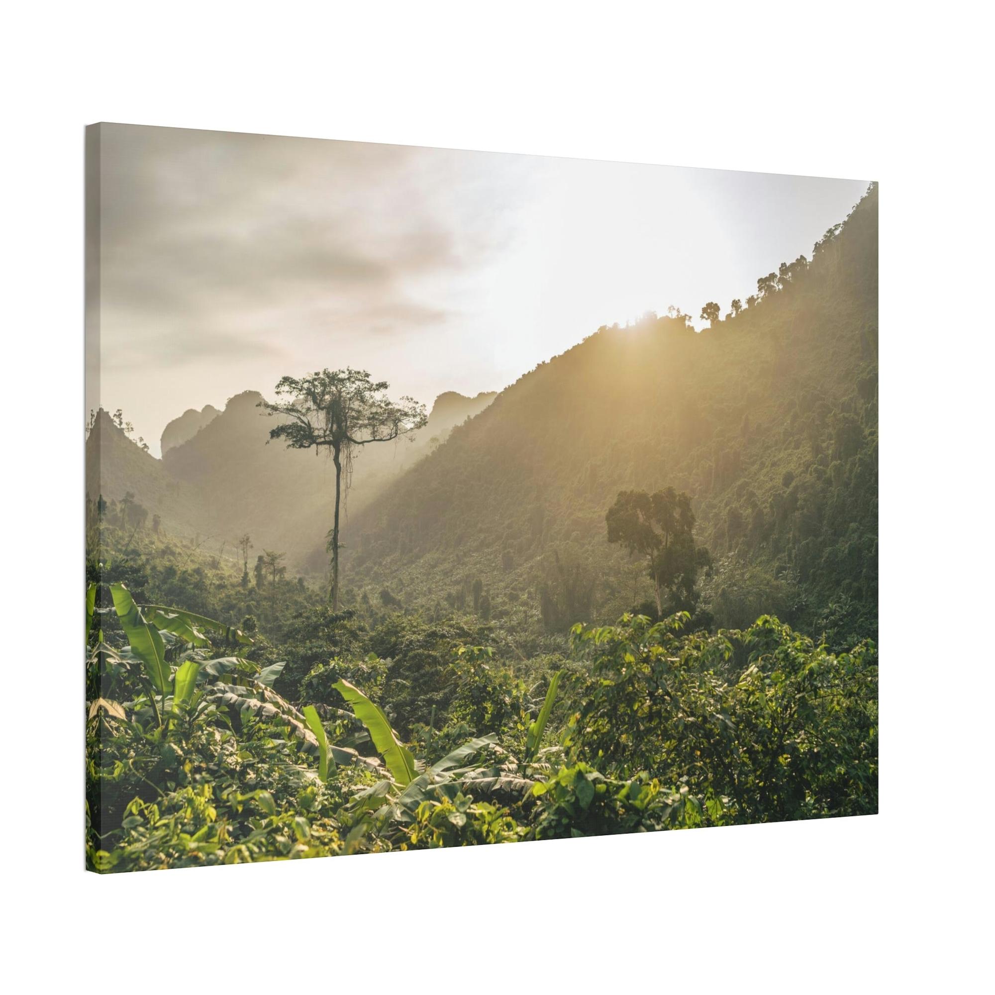 undefined A Journey Through Forests and Jungles: A Glimpse into the Heart of Nature