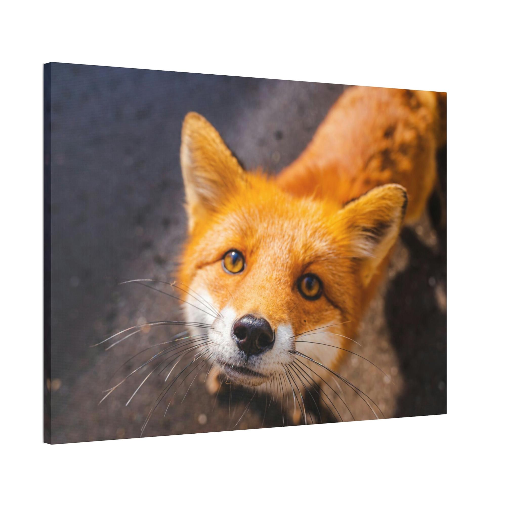 Fox The Mystic Fox: A Mysterious Enigma of the Natural World