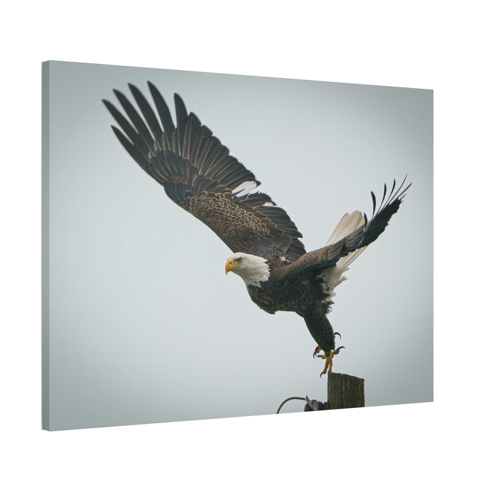 Eagles Eagle's Wings Unbound: Framed Canvas Embracing the Spirit of Freedom