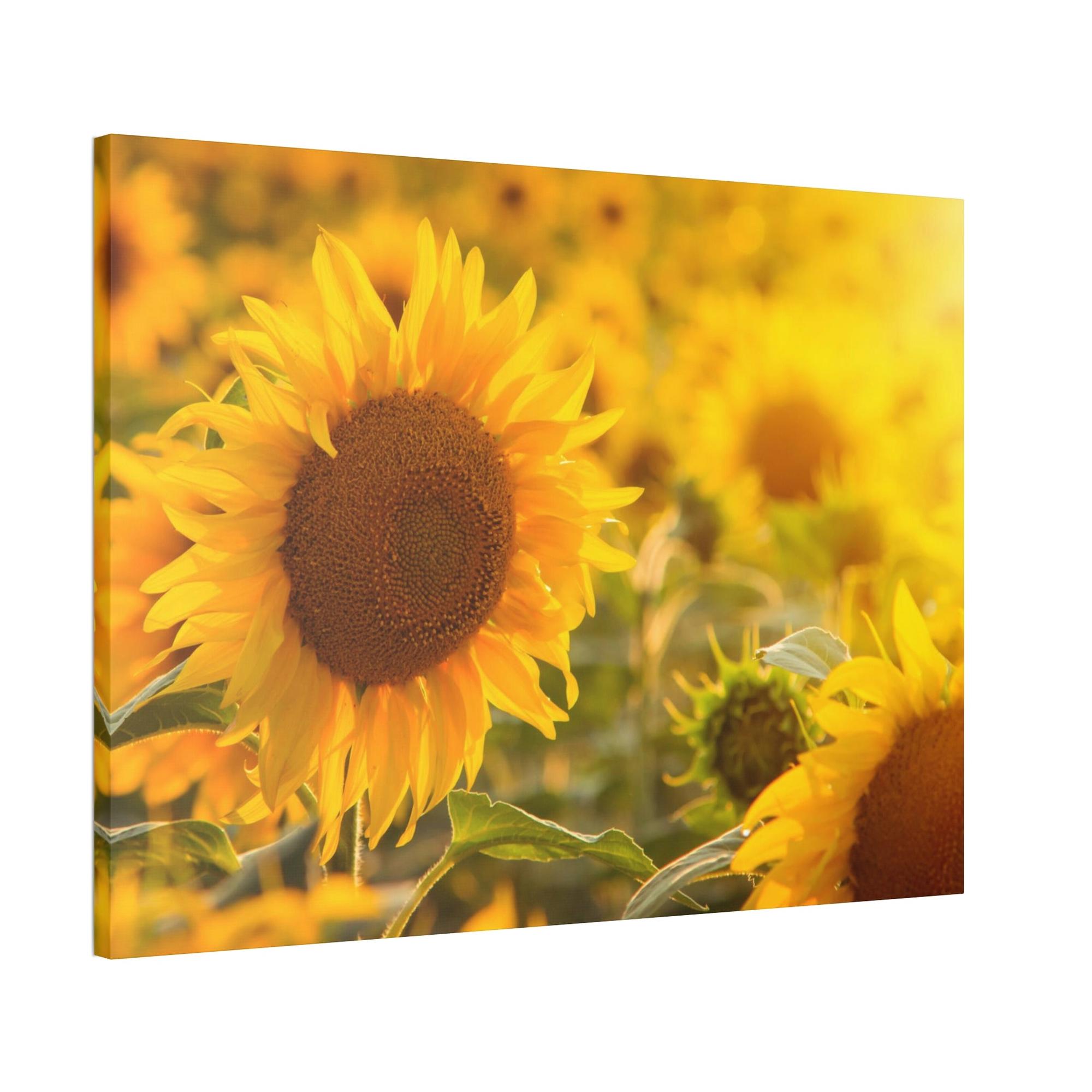 Sunflowers Golden Blooms: A Vibrant Ode to the Beauty of Sunflowers