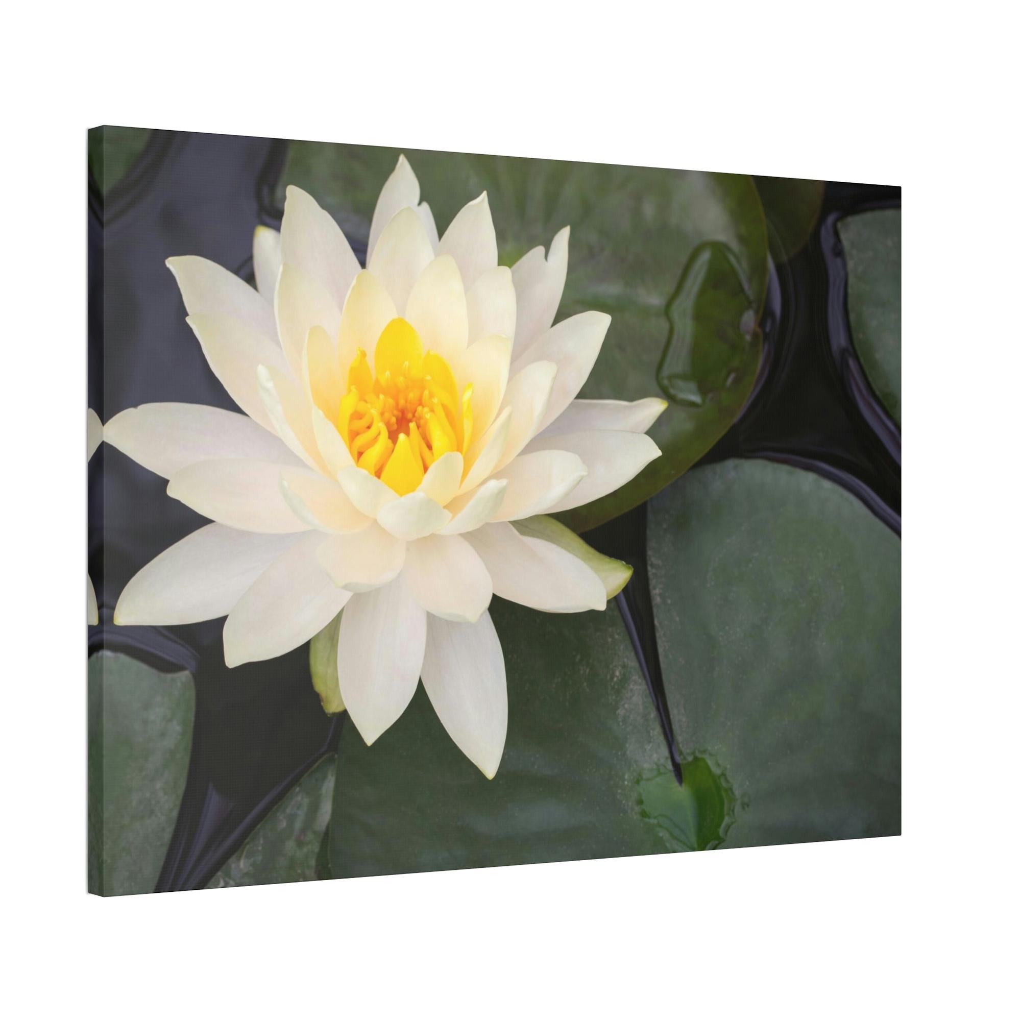 Lilies & Waterlily Lily Serenade: A Symphony of Floral Beauty