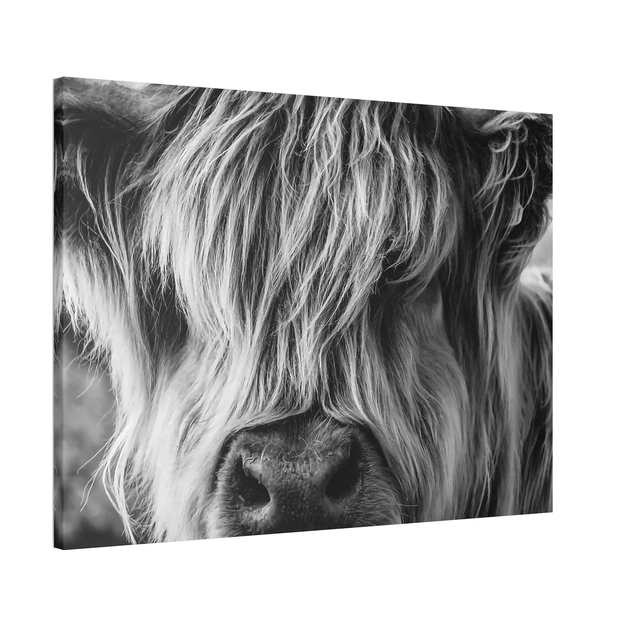Highland Cow Highland Cow | Close-up View of Fluffy Buffalo on Canvas — Pixoram