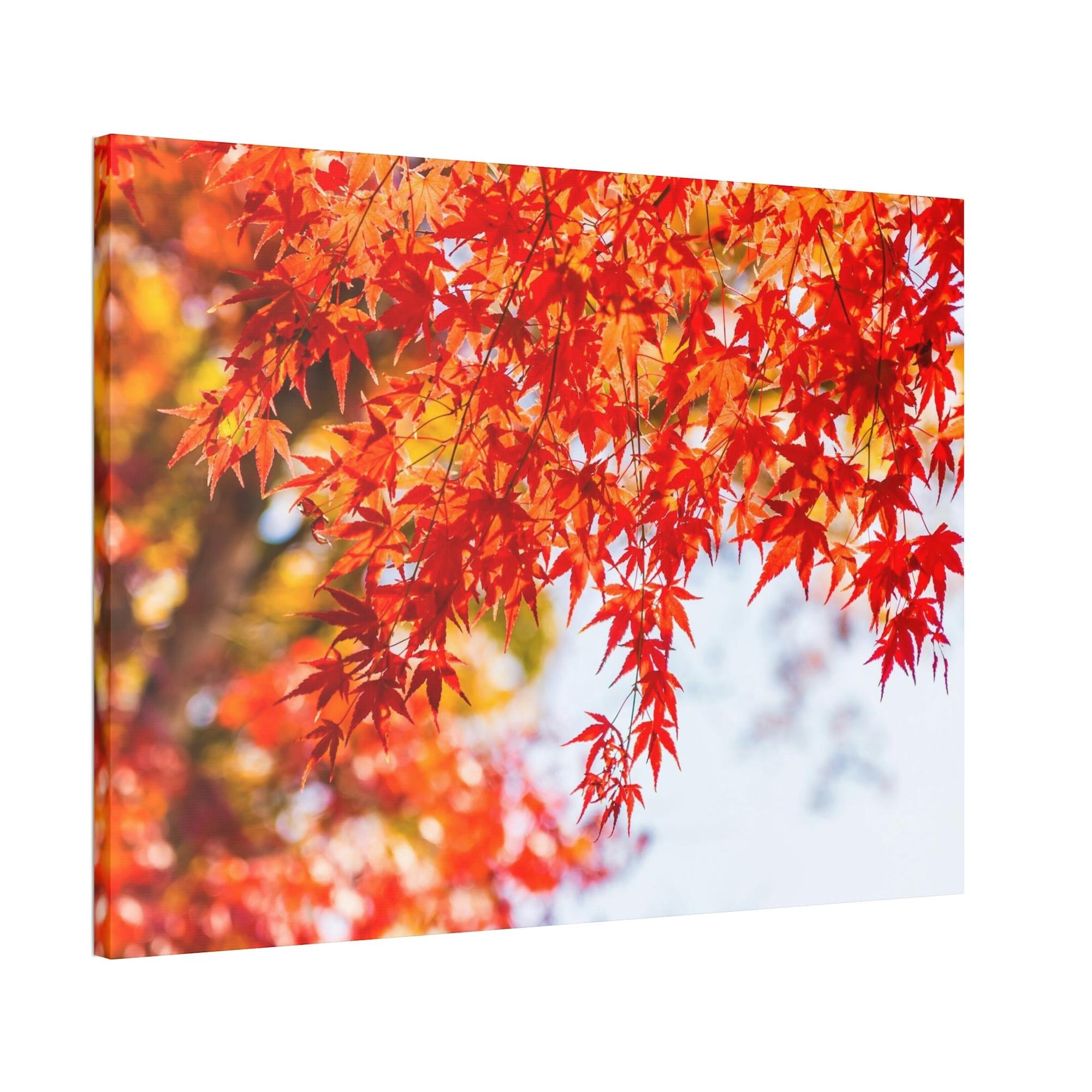 Maple Trees Shades of Red: Maple Trees in Fall