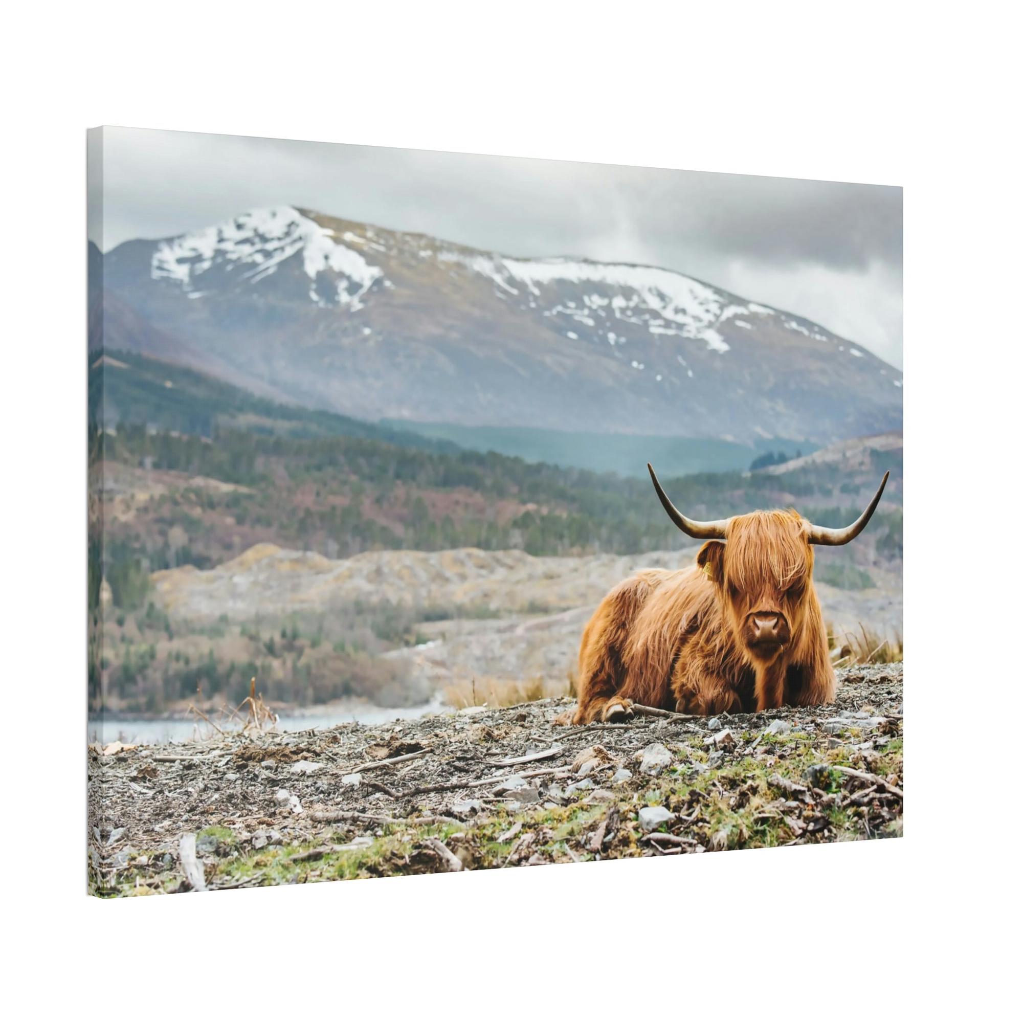 Highland Cow Highland Cow | Furry Cow in the Mountains | Art Canvas — Pixoram
