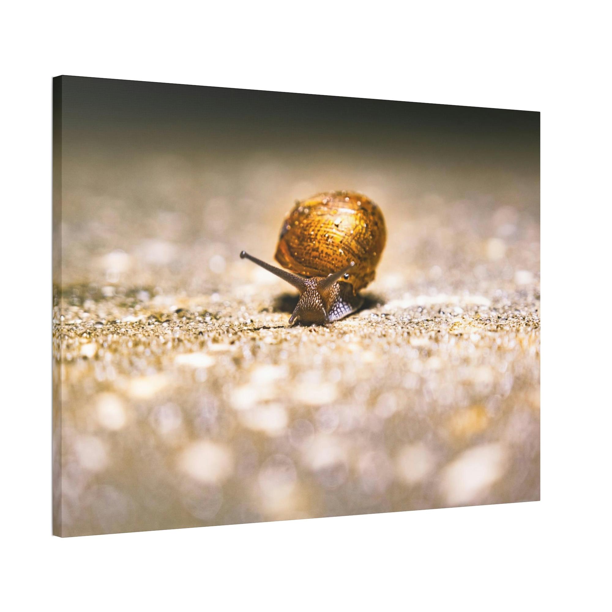 Snails A Slow Journey: Snails on the Move