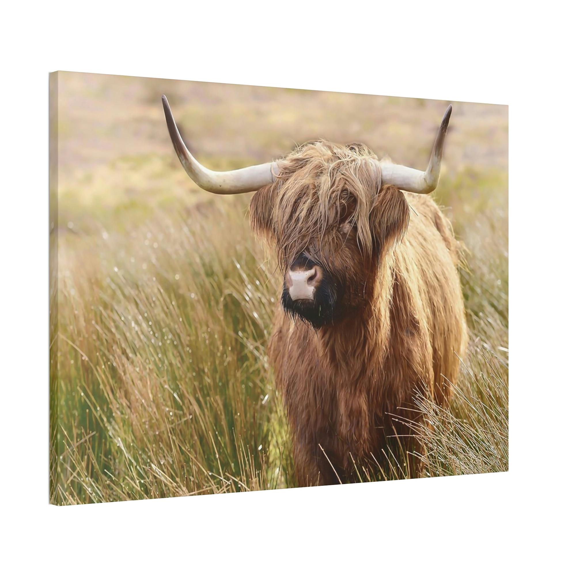 Highland Cow Highland Cow | Cow in the Morning Dew | Wall Art — Pixoram