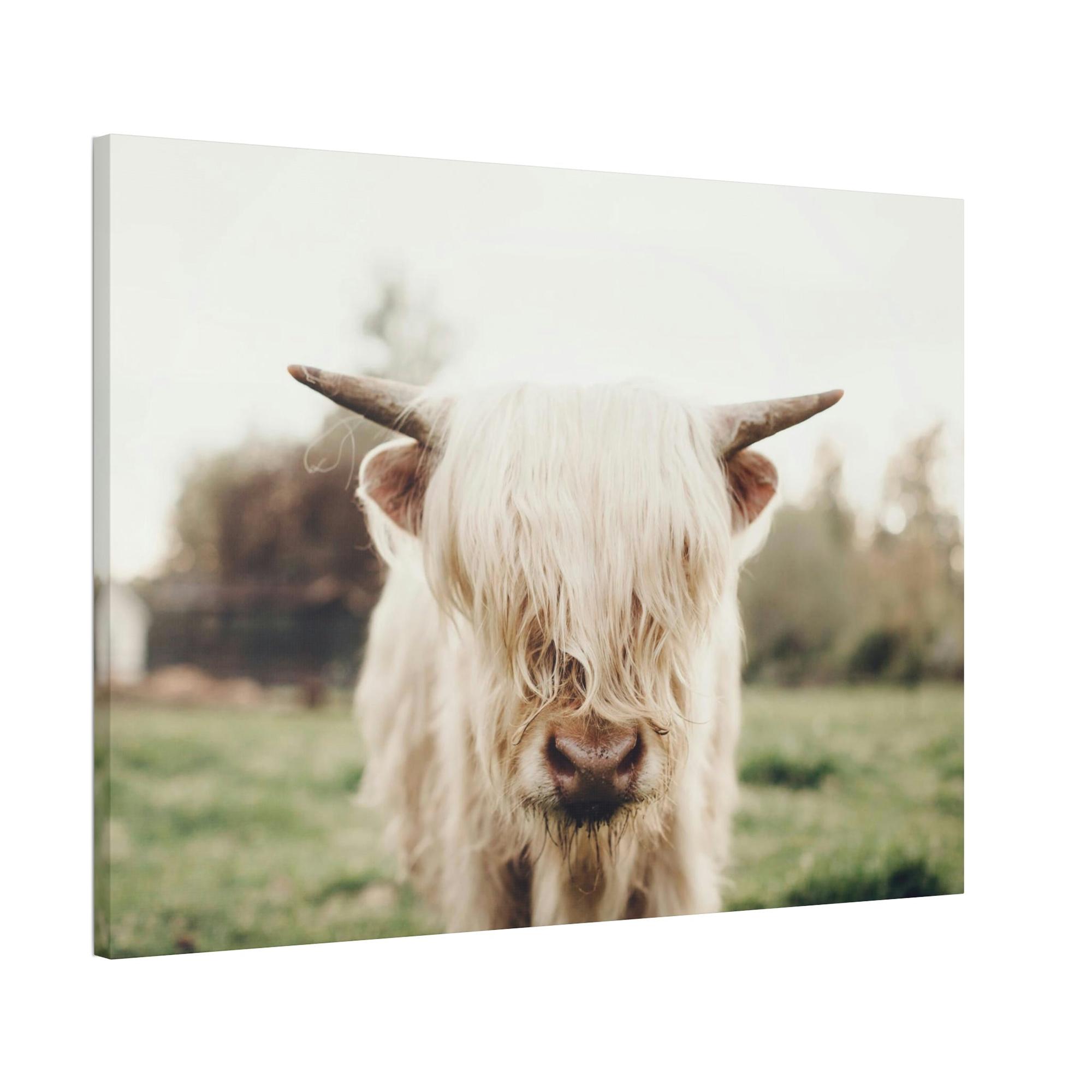 Highland Cow Highland Cow | Milky Color of Cow | Art Canvas — Pixoram