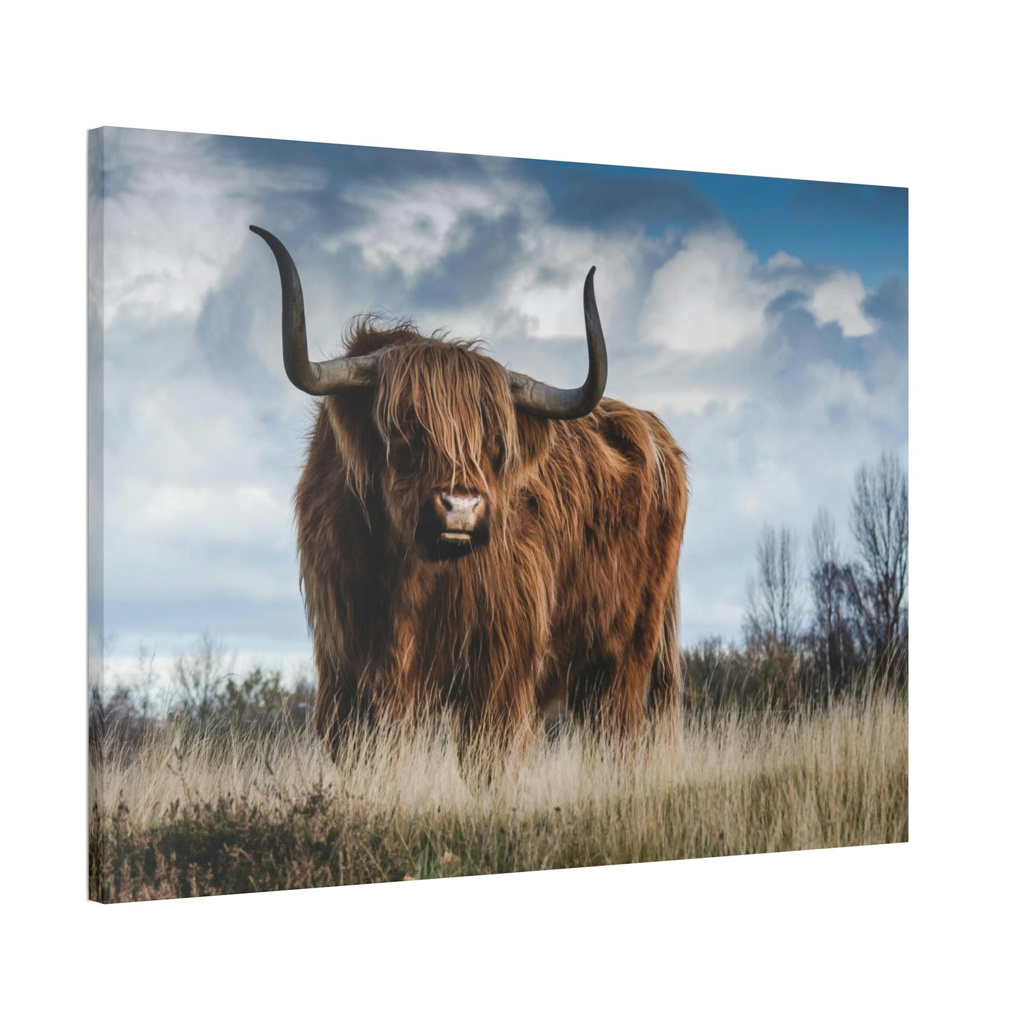 Highland Cow Scottish Long Haired Cattle - Wall Art - Highland Cow | Animals Art