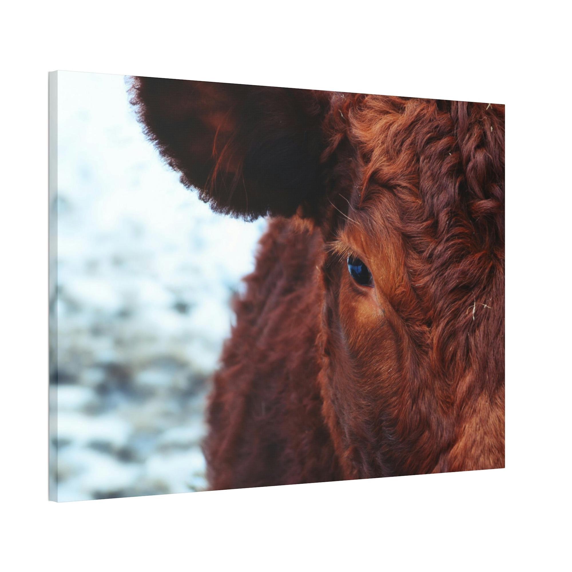 Highland Cow Nelore Cattle Brazil - Wall Art - Wall Art - Animal Canvas