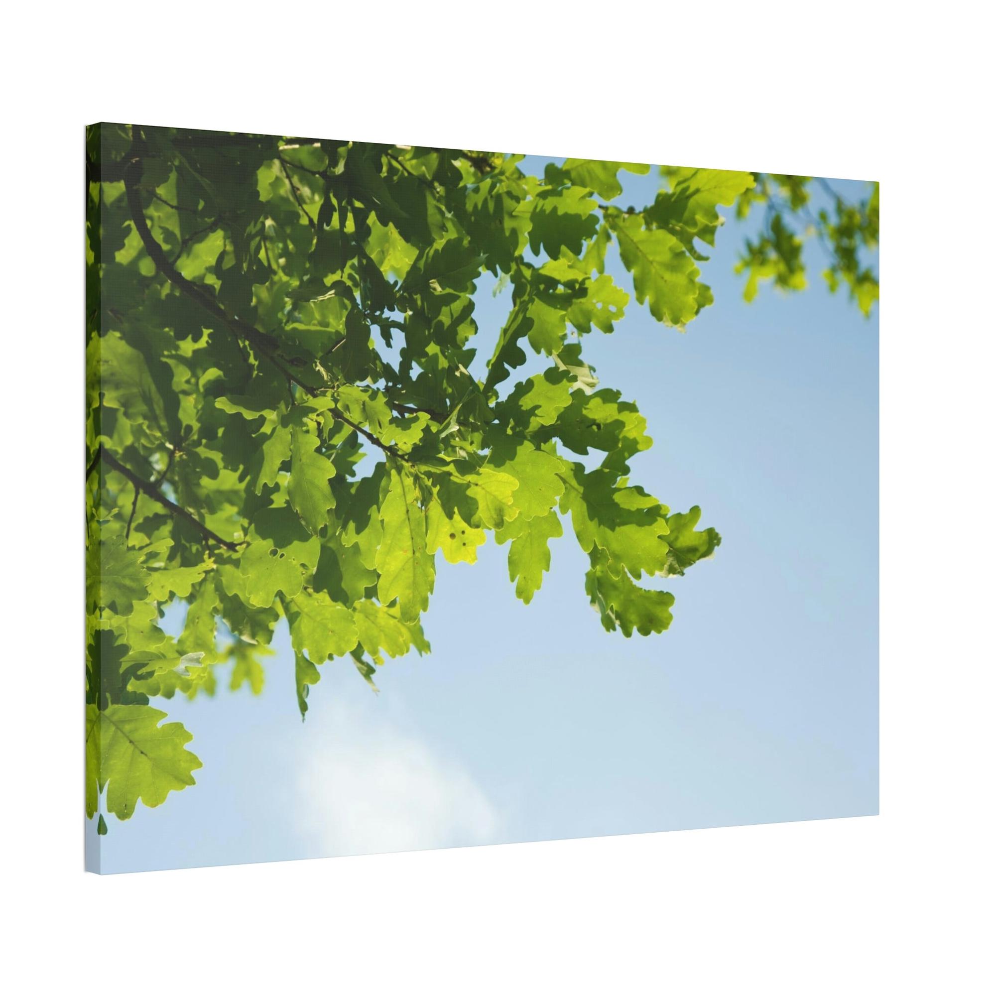 Oak Trees Oak Trees' Radiance: A Luminous Vision of the Forest's Brilliance