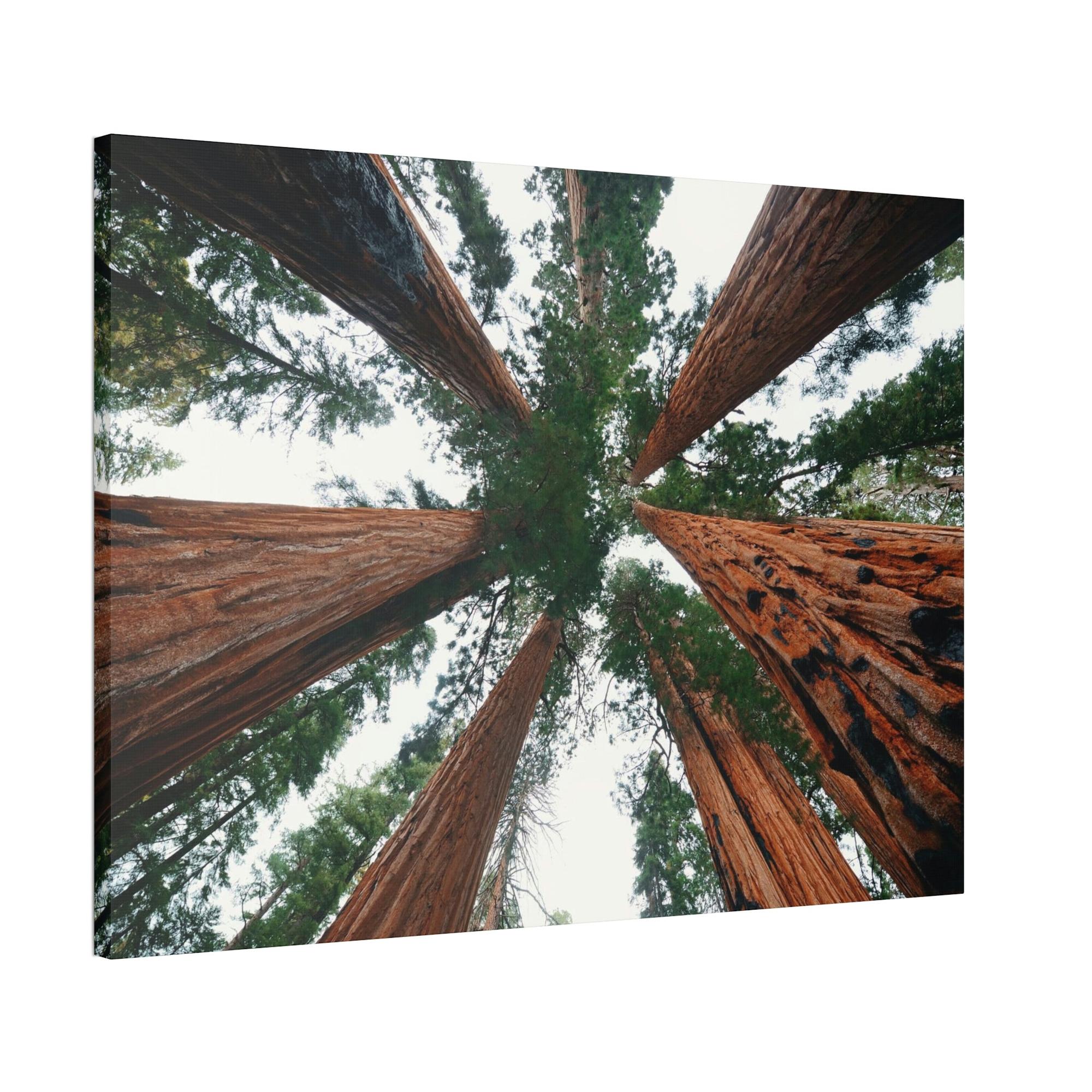 Nebulae Majestic Giants: Redwood Trees