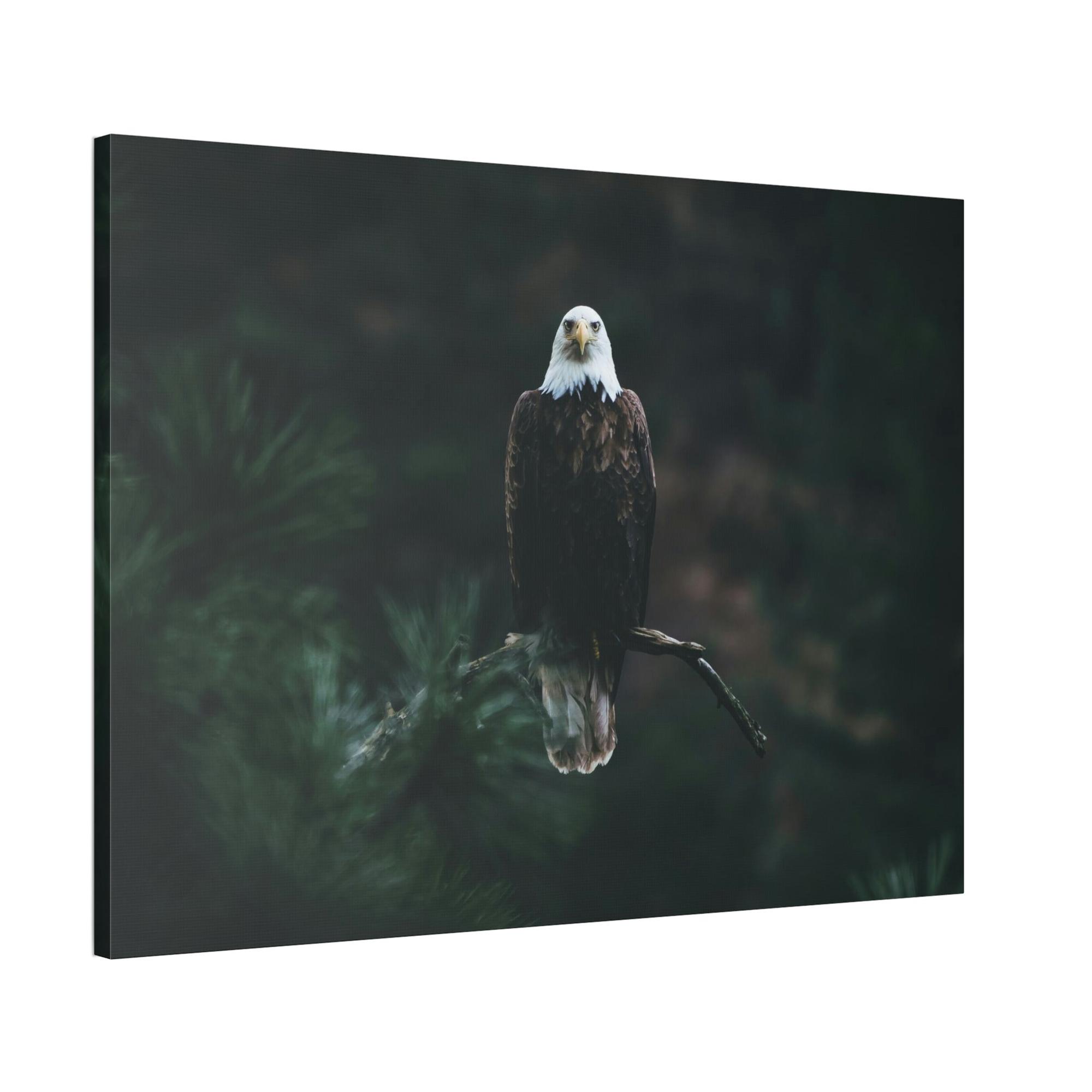 Eagles Eagle's Serenity: Canvas Print, Capturing their Tranquil and Regal Aura