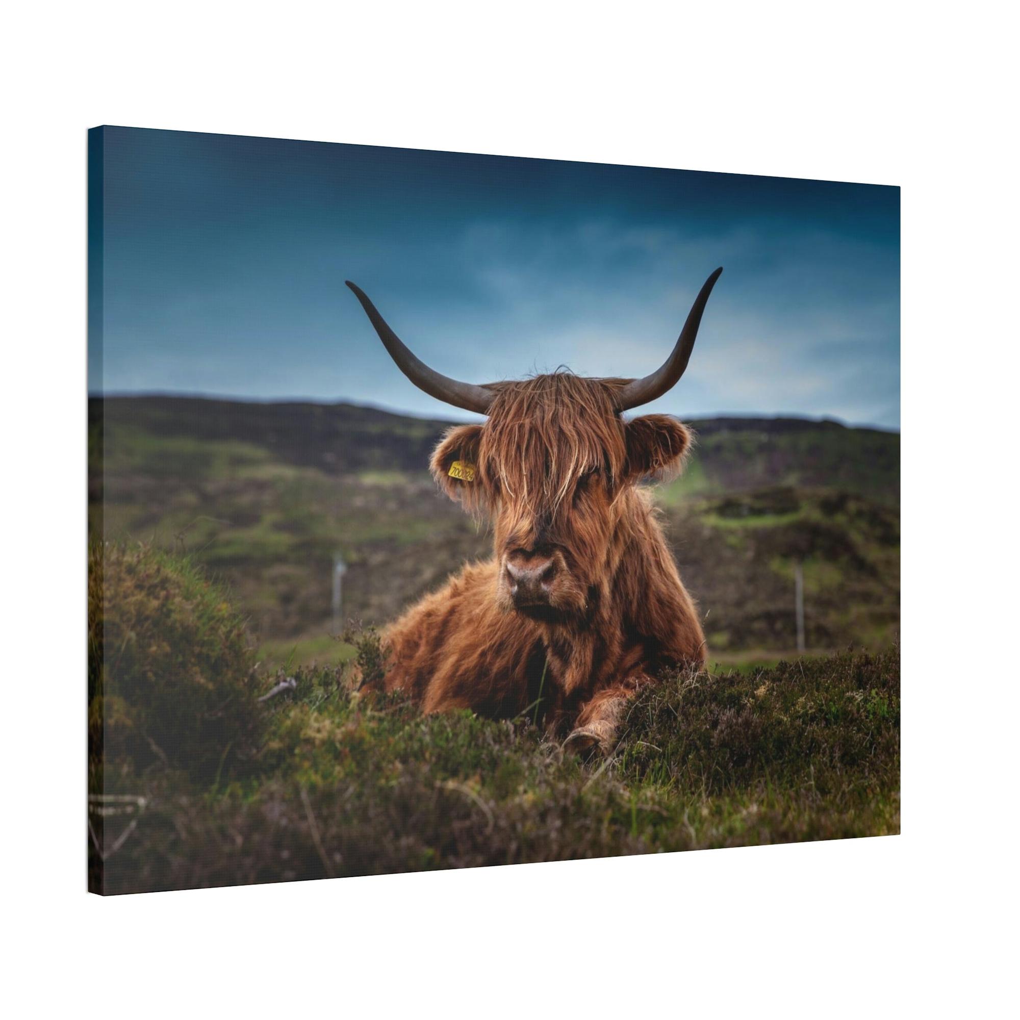 undefined Scottish Longhorn Cattle - Canvas Art | Animals Art