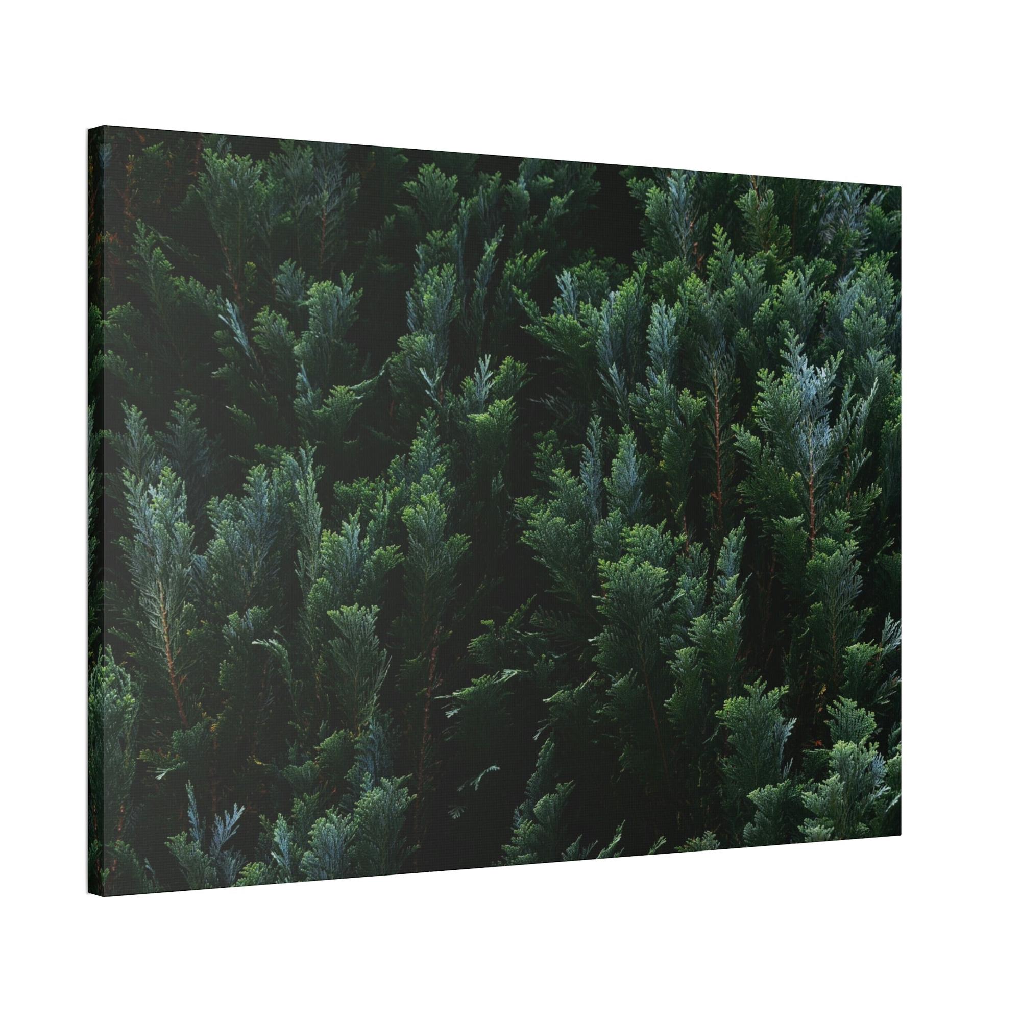Cypress Tree Cypress Trees and the Eternal Serenity of Nature: A Vision of Peace and Calm