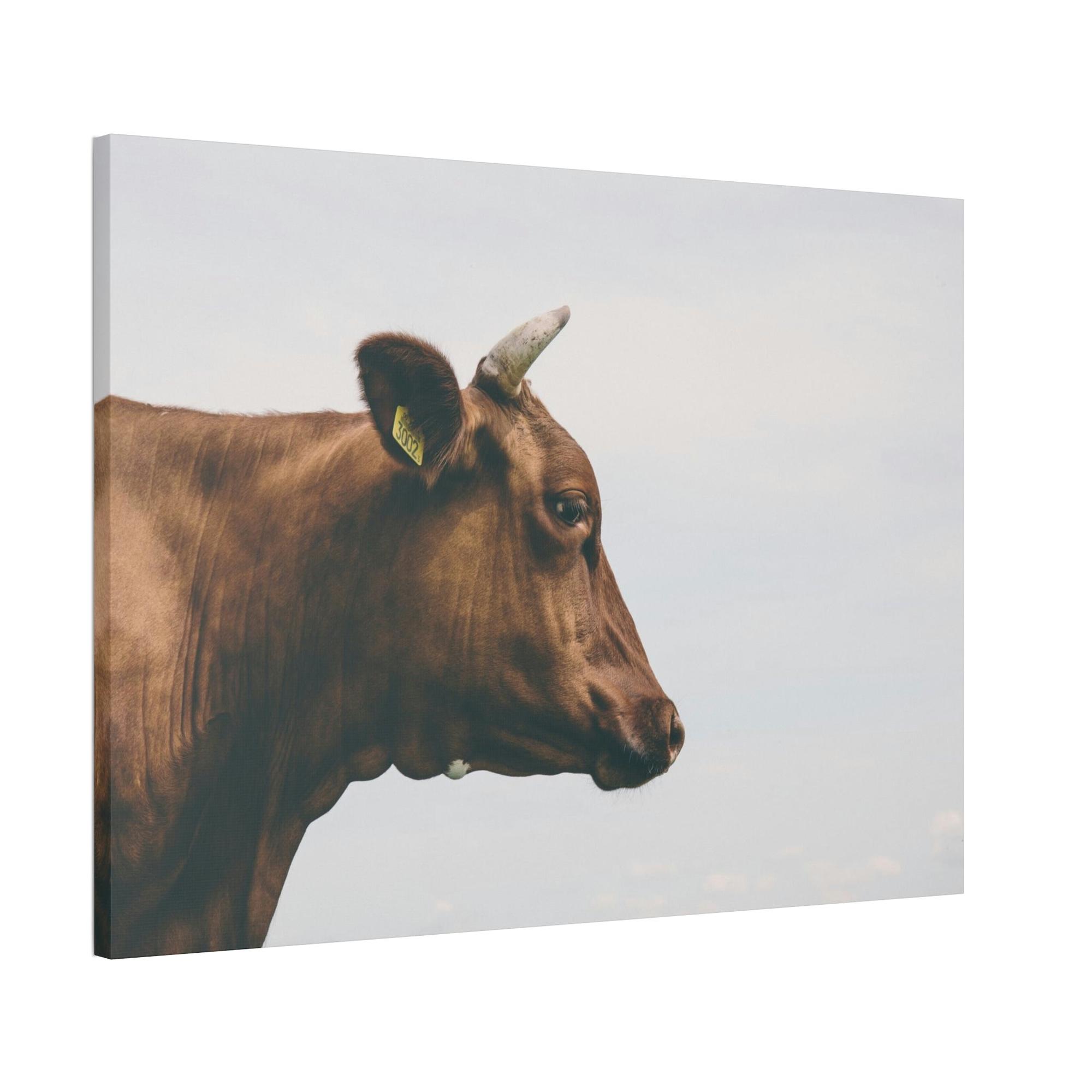 undefined Scotch Highland Cattle - Wall Art | Animals Art