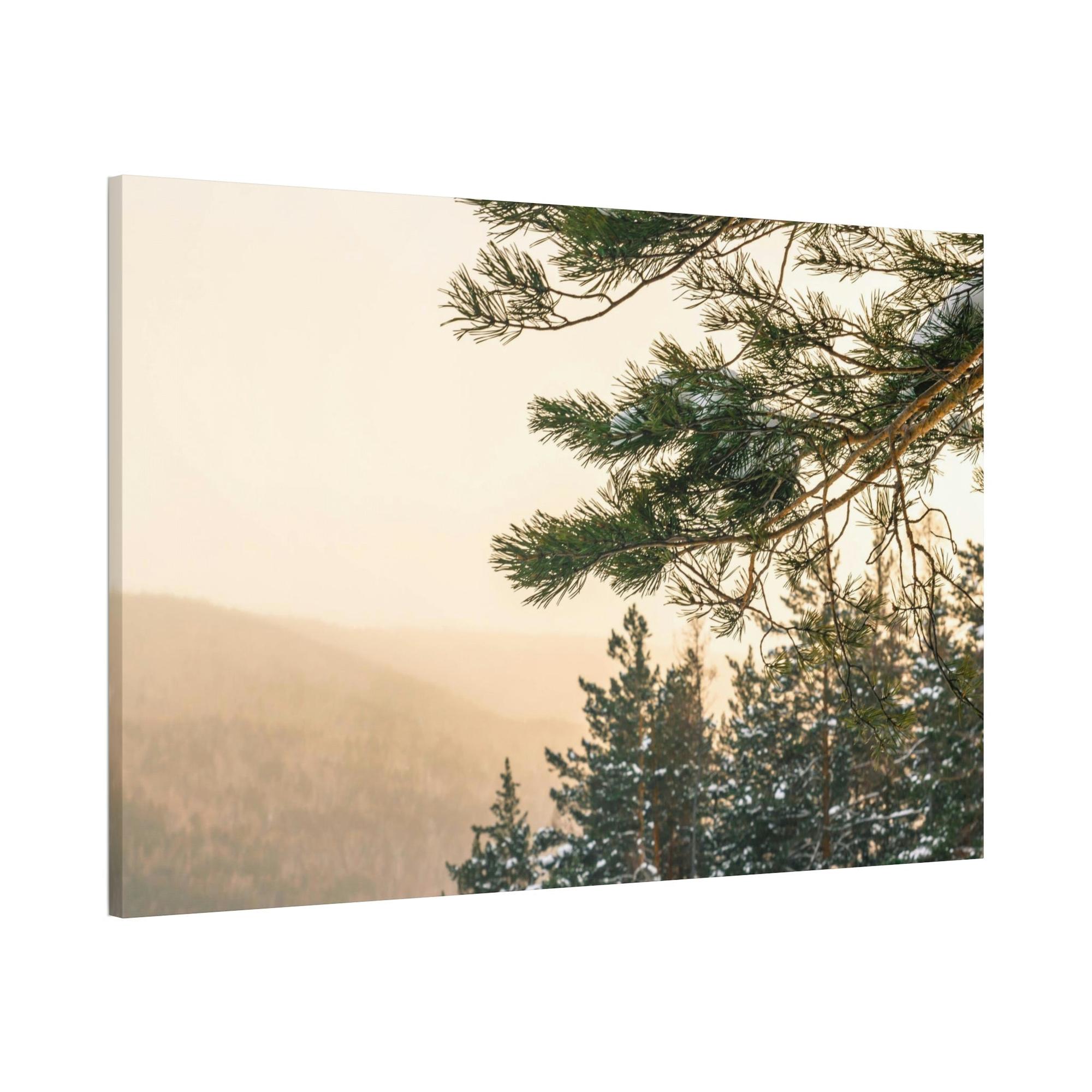 Pine Trees Nature's Pillars: A Canvas of Pine Trees