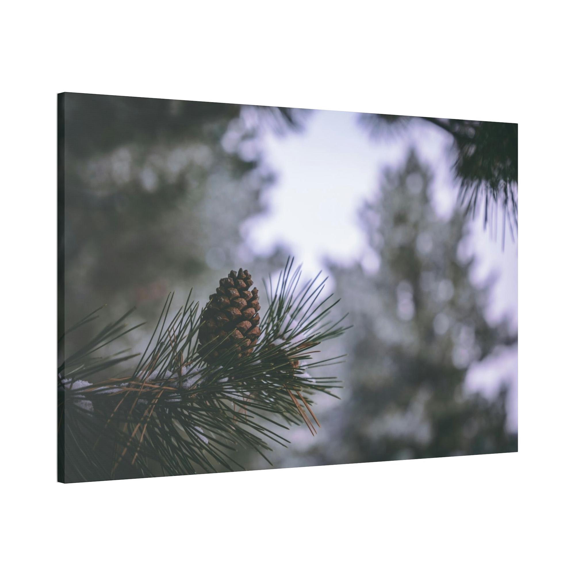 Pine Trees Pine Tree Forest: A Canvas of Verdant Growth and Wild Beauty