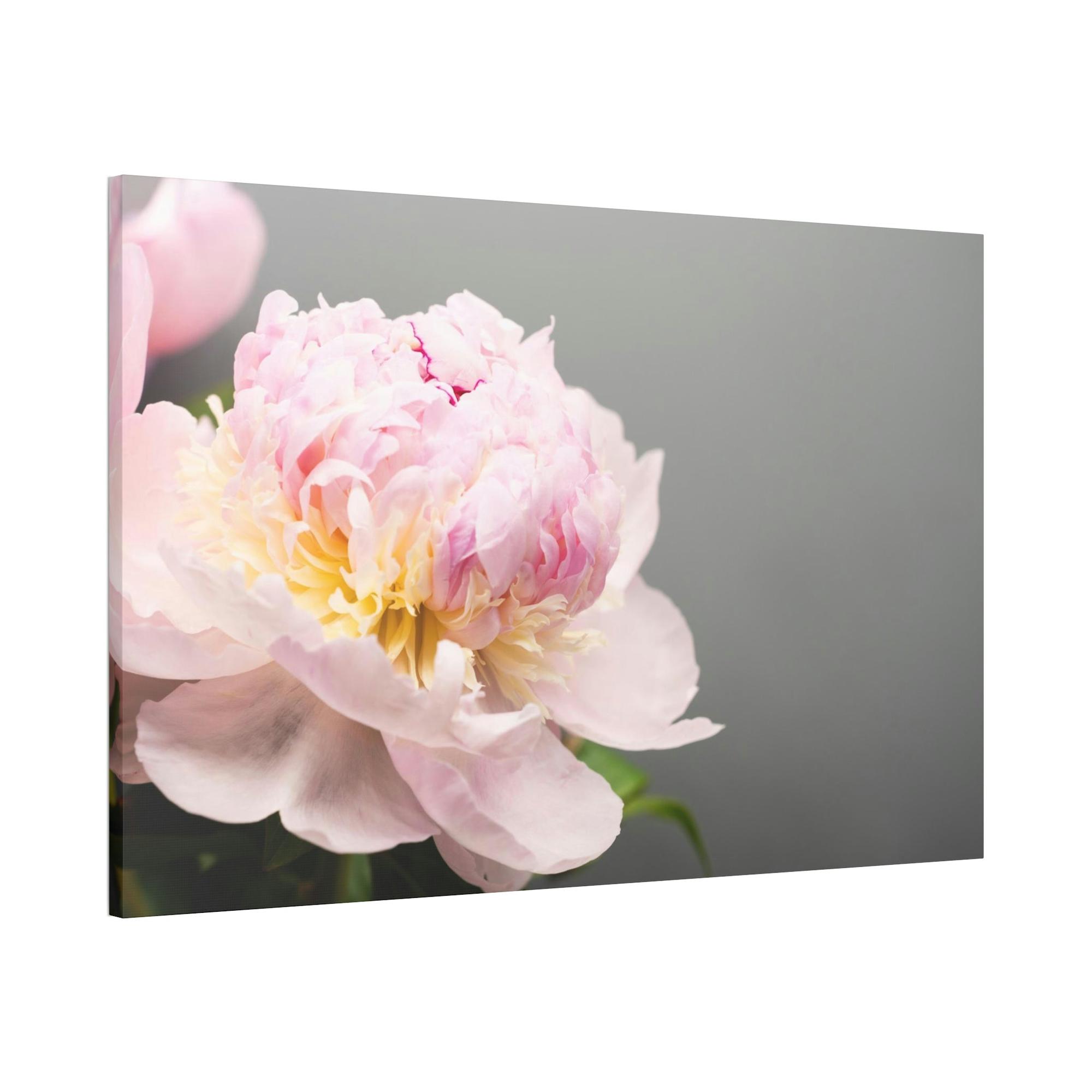 Peonies Peony Purity: A Bouquet of White